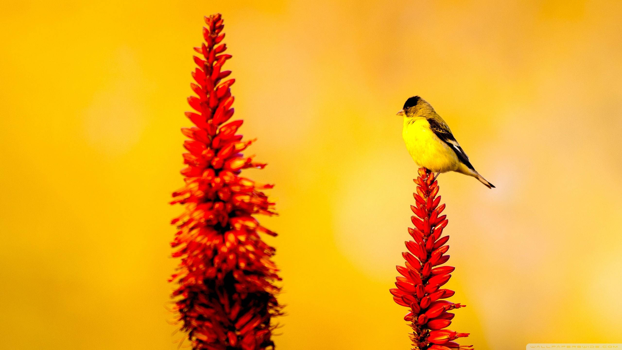 Yellow Bird 桌布 壁紙 — 一隻鮮黃色的鳥棲息在高高的紅色花穗上，背景是閃爍的金色。