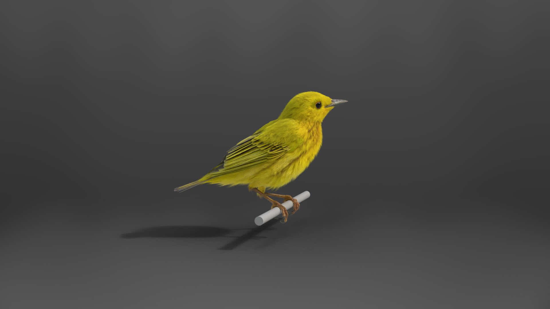 Yellow Warbler 桌布 壁紙 — 一隻鮮黃色的鳥站在白色鉛筆上，背景是平滑的深灰色攝影棚背景。