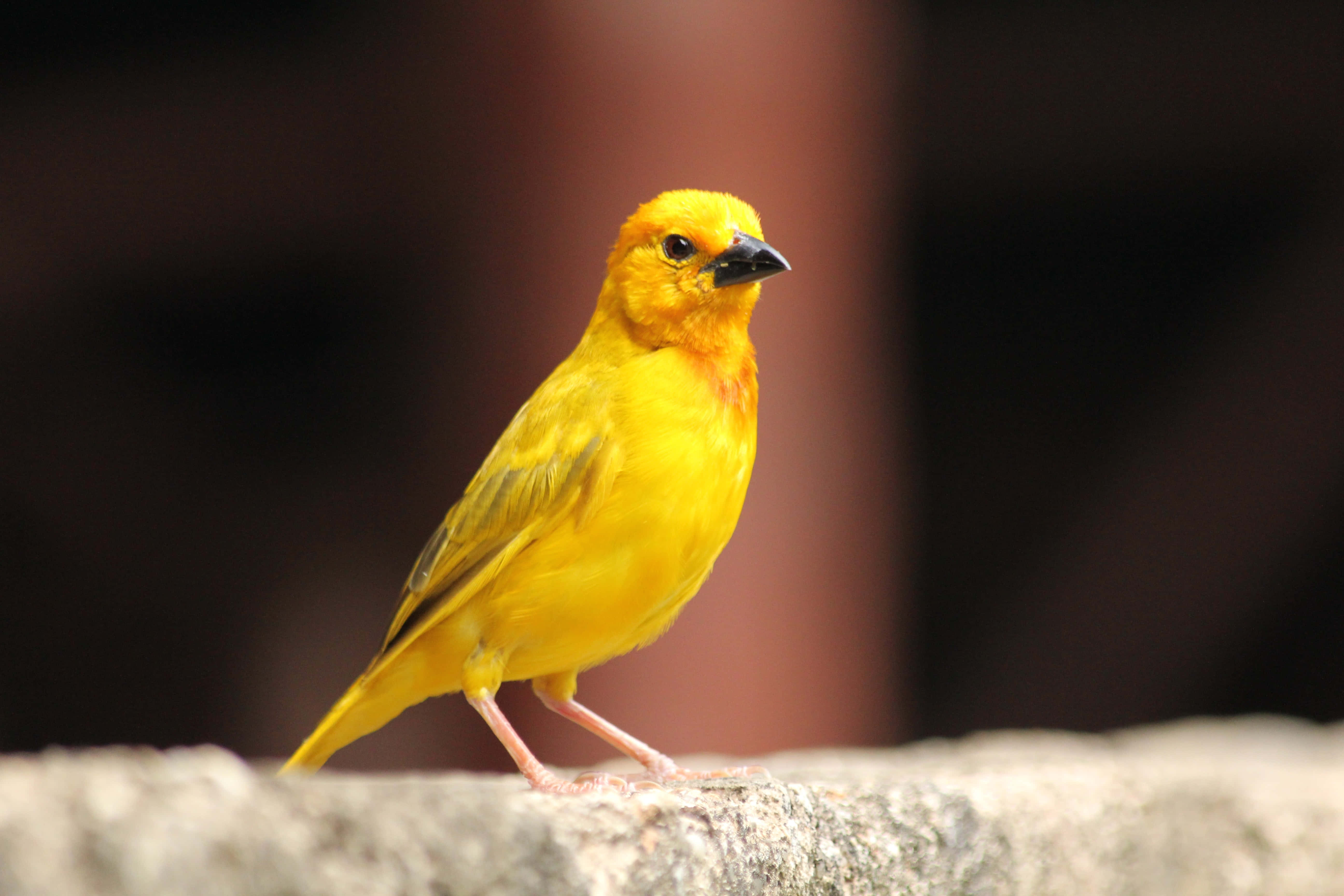 Yellow Canary 桌布 壁紙 — 一隻鮮黃色的鳥警覺地棲息在粗糙的石頭表面上，背景是柔和模糊的暗色。