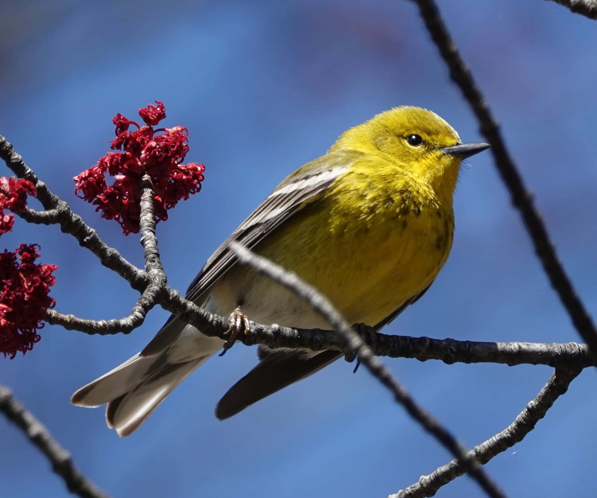 Yellow Warbler 桌布 壁紙 — 一隻鮮黃色的鳴鳥棲息在樹枝上，旁邊是鮮紅色的漿果，背景是清澈的藍天。