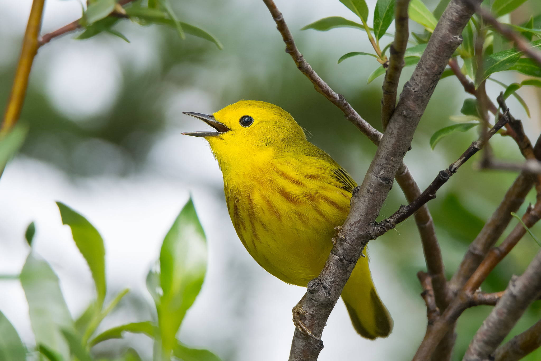 Yellow Bird 桌布 壁紙 — 一隻鮮黃色的鶯鳥棲息在樹枝上，在柔和自然光下，於茂密翠綠的樹葉間歌唱。
