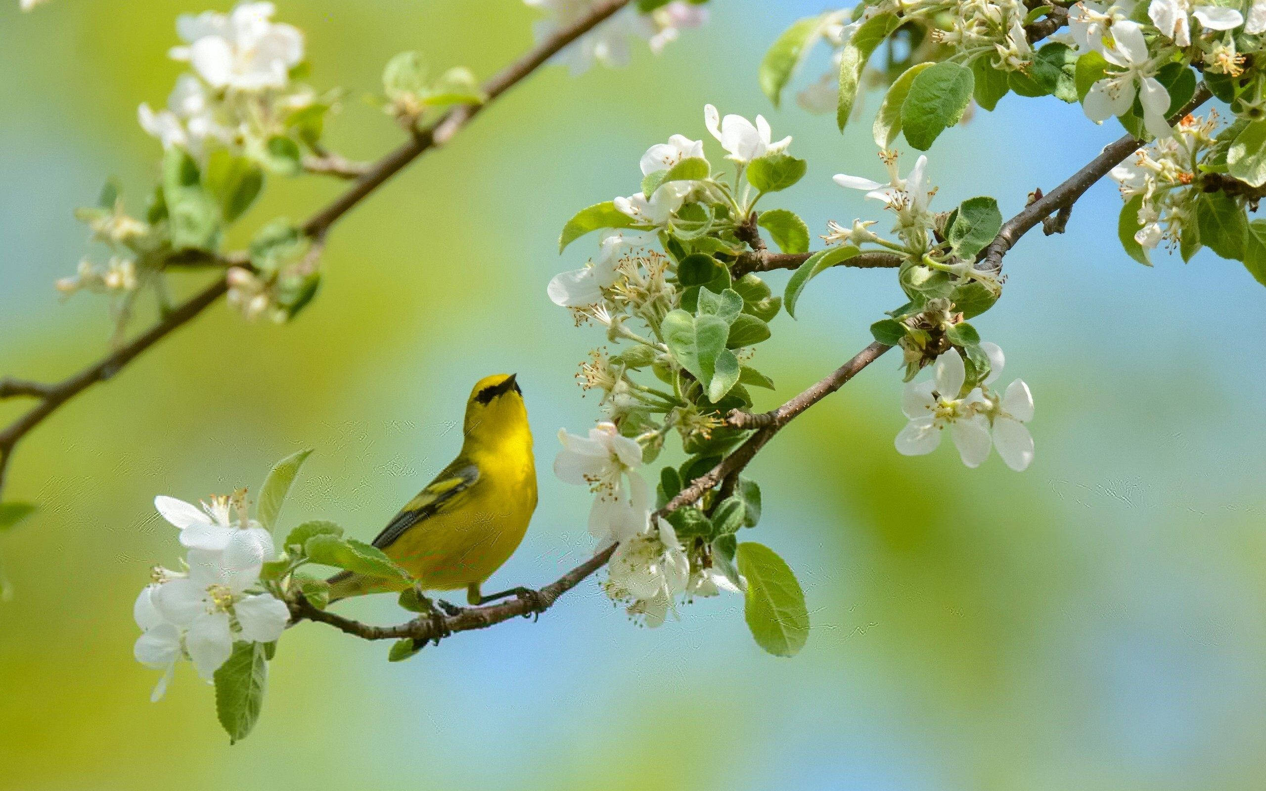 Yellow Bird 桌布 壁紙 — 一隻鮮黃色的鶯鳥棲息在開滿白花的樹枝上，背景是柔和的藍天。