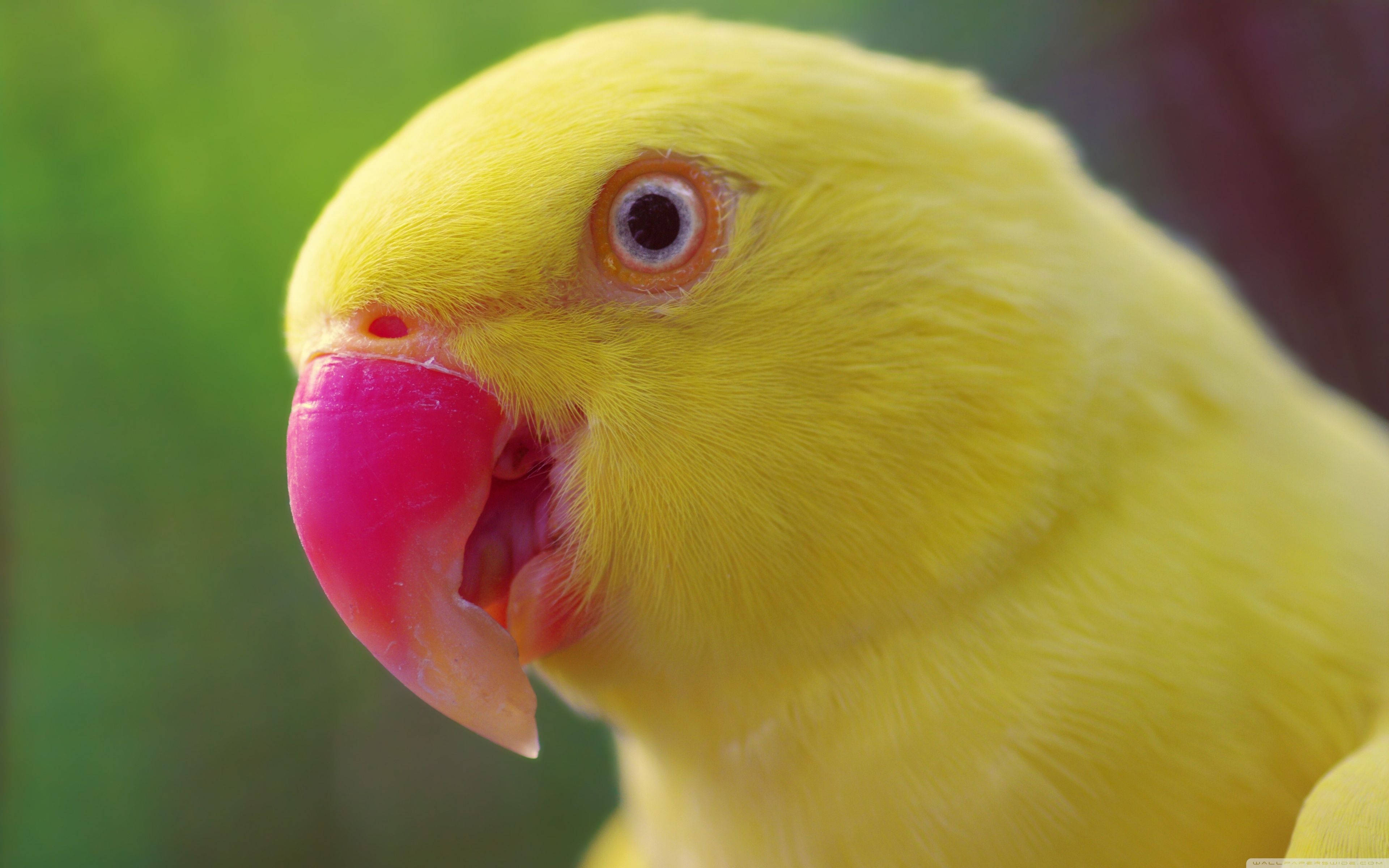 Yellow Bird 桌布 壁紙 — 一隻鮮黃色的鸚鵡，有著亮粉紅色的喙和橙色邊緣的眼睛，在柔和的綠色模糊背景下專注地凝視著。