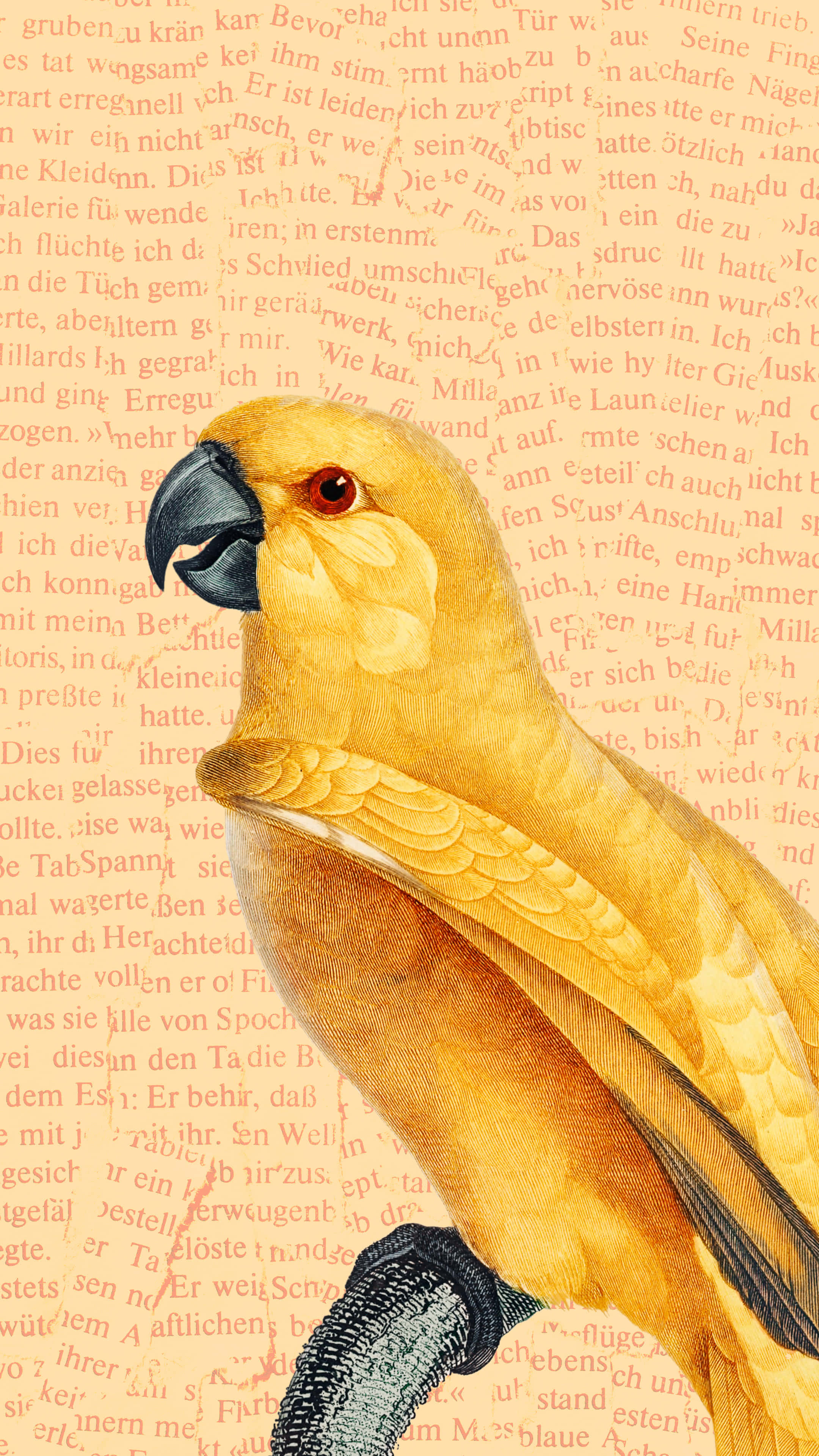Yellow Bird 桌布 壁紙 — 一隻鮮黃色的鸚鵡，黑色喙，棲息在褪色德文文字的紋理背景上。