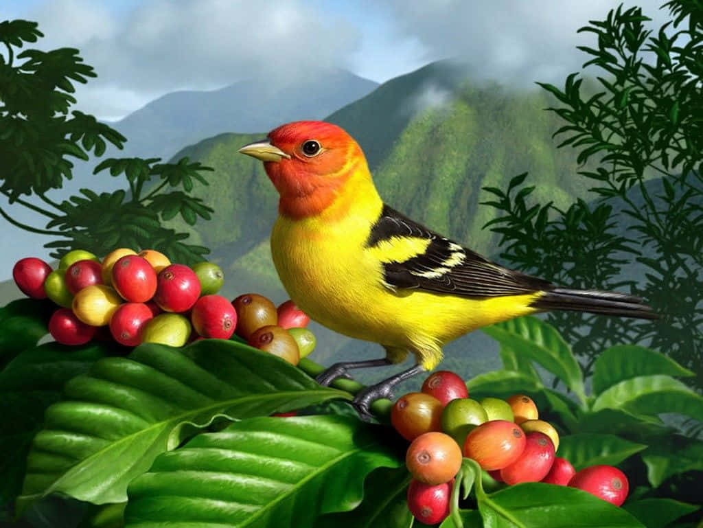自然 桌布 壁紙 — 一隻鮮黃色紅頭鳥棲息在咖啡漿果上，周圍是茂密的綠葉，背景是霧濛濛的山巒。