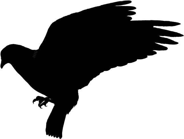 Pigeon 桌布 壁紙 — 一隻鳥在飛行中的鮮明白色線條藝術剪影，背景為純黑色。