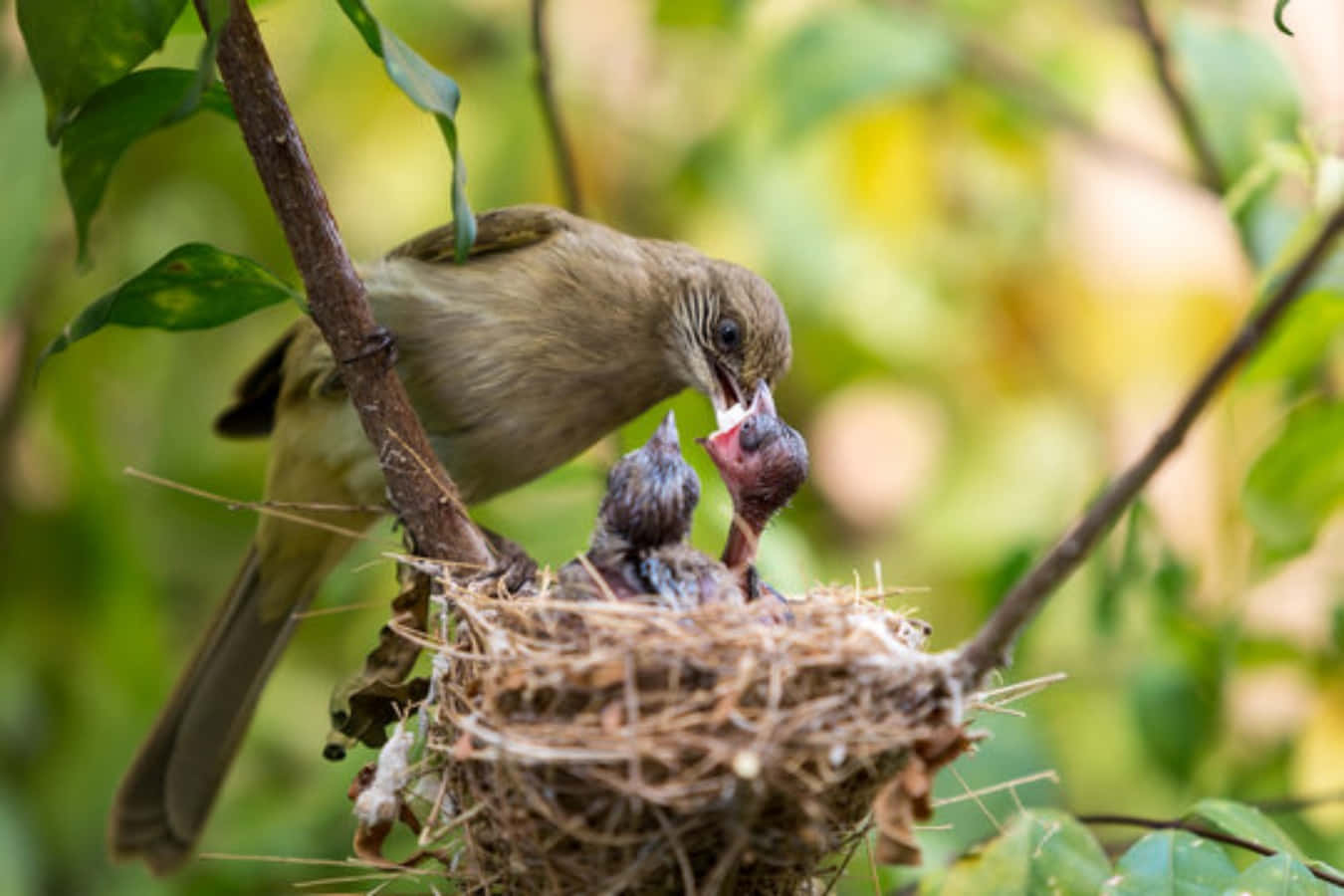 birds 桌布 壁紙 — 一隻鳥媽媽在編織的巢中，在鮮綠的樹葉間餵養牠飢餓的雛鳥。