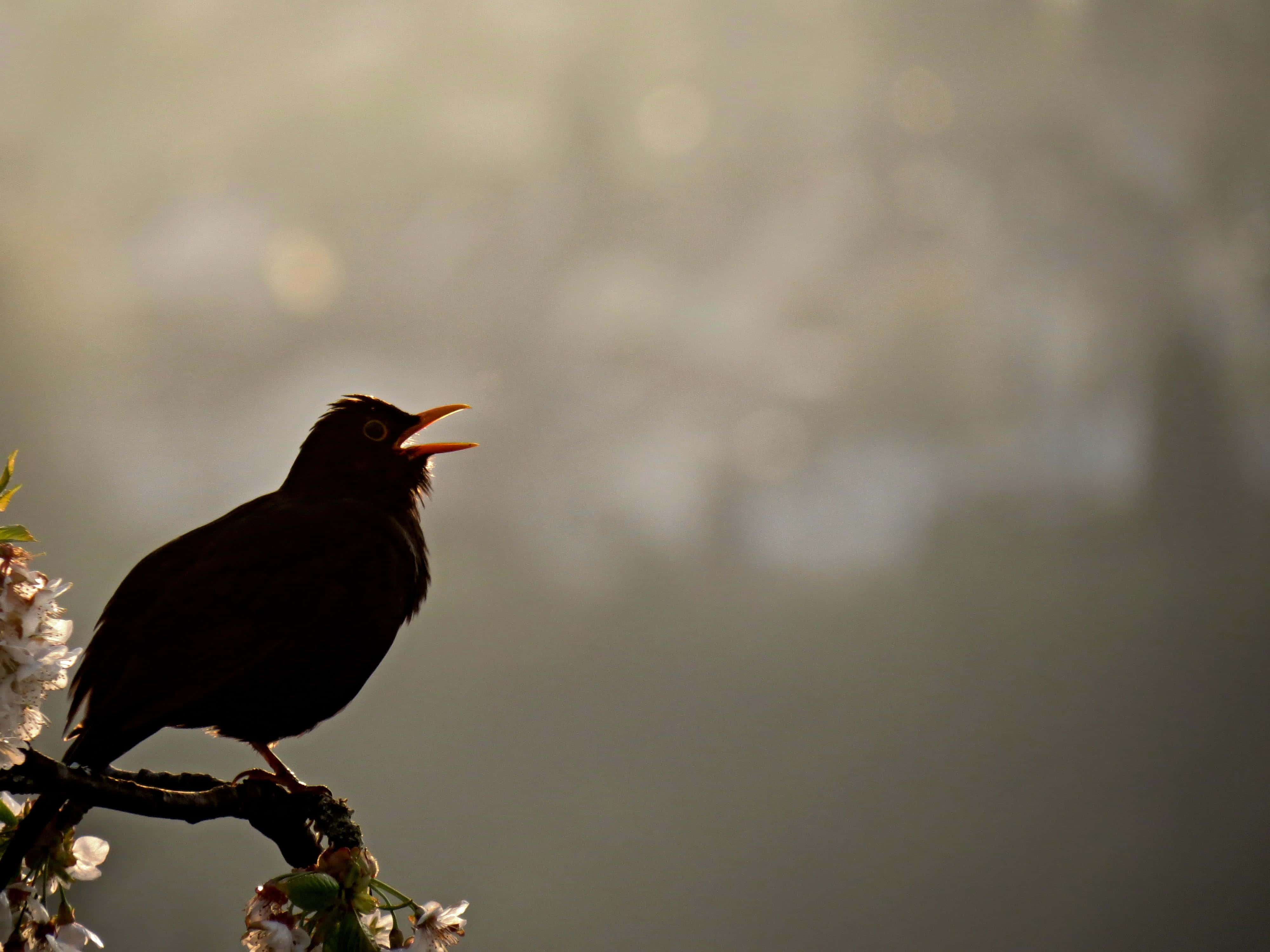 Birds Chirping 桌布 壁紙 — 一隻鳥棲息在盛開的樹枝上的剪影，在柔和的散景背景下歌唱。