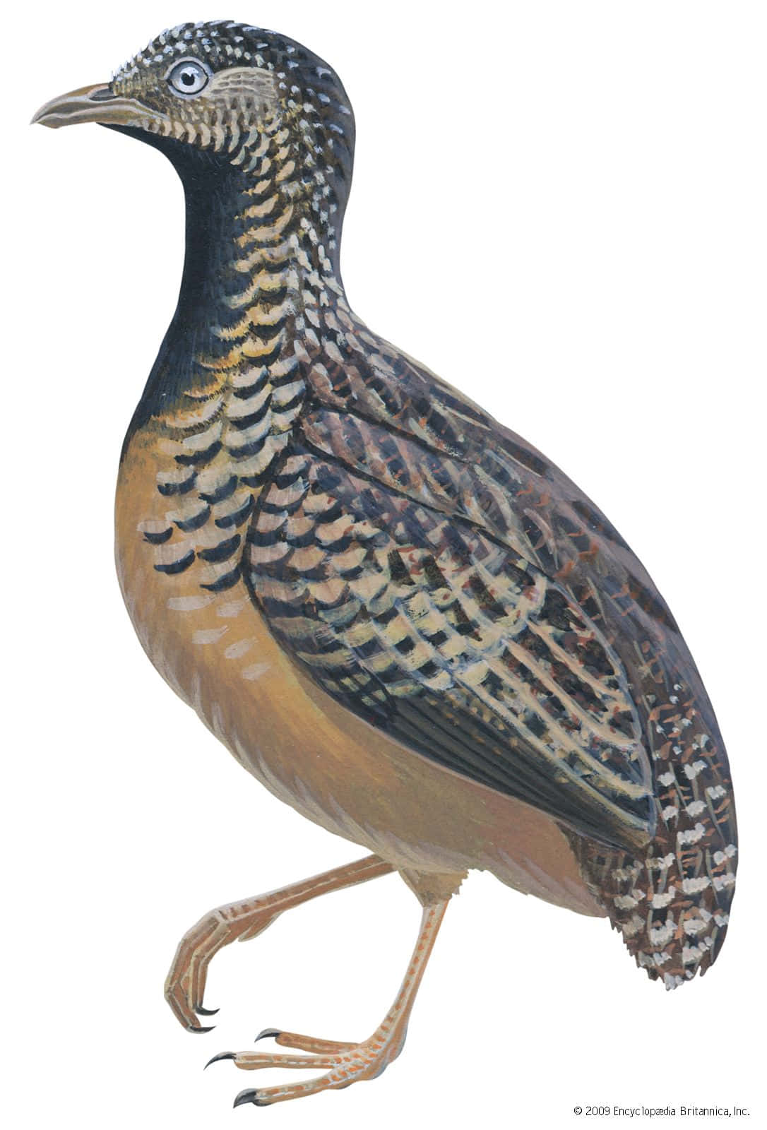 Quail 桌布 壁紙 — 一隻鳥的詳細插圖，頭部有斑點，頸部深色，身體上有複雜的羽毛圖案。