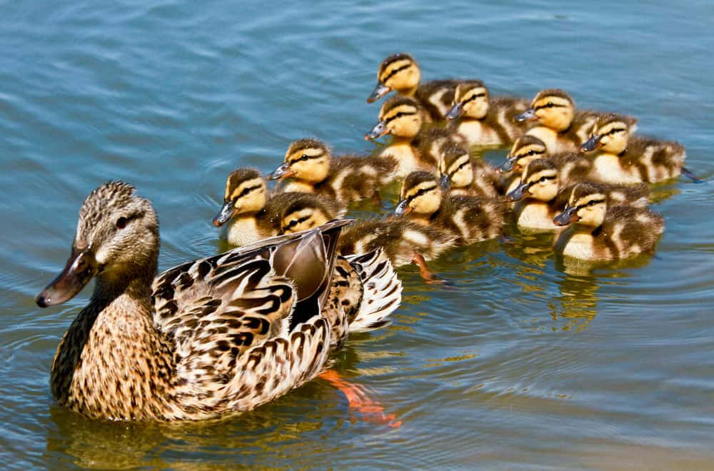 Baby Duck 桌布 壁紙 — 一隻鴨媽媽在平靜的藍色水面上優雅地游泳，帶著她的一窩毛茸茸的小鴨。
