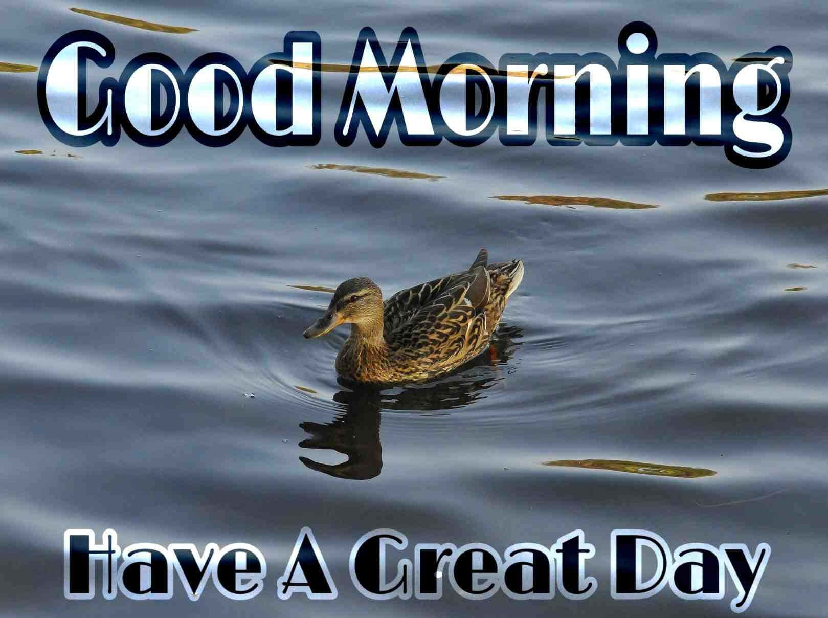 Good Morning 桌布 壁紙 — 一隻鴨子在柔和晨光下平靜地滑過漣漪水面，並帶有「早安，祝你有美好的一天」文字覆蓋。