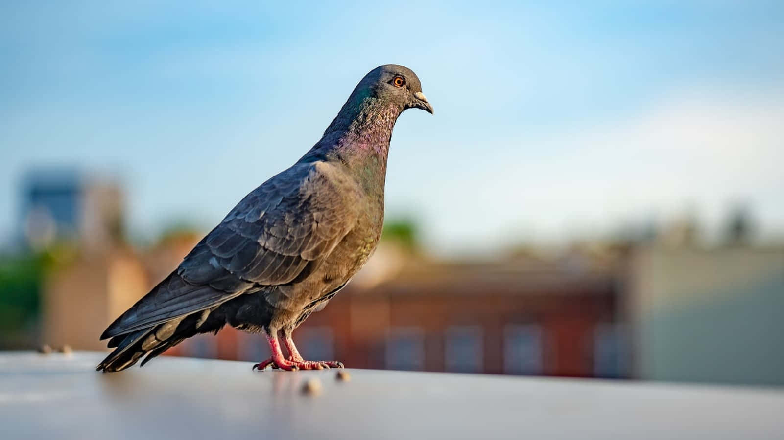 pigeon 桌布 壁紙 — 一隻鴿子在屋頂邊緣警覺地站立，背景是柔和的藍天和模糊的城市建築。