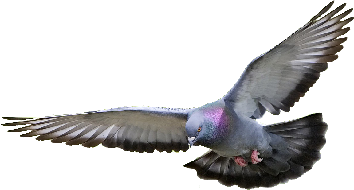 Bird Flying 桌布 壁紙 — 一隻鴿子在空中飛行，翅膀張開，背景為純黑色，展現出虹彩色的頸部羽毛。