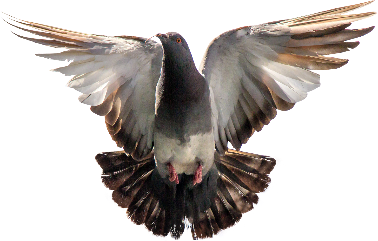 Pigeon 桌布 壁紙 — 一隻鴿子在純黑背景下展開翅膀，羽毛邊緣發光。