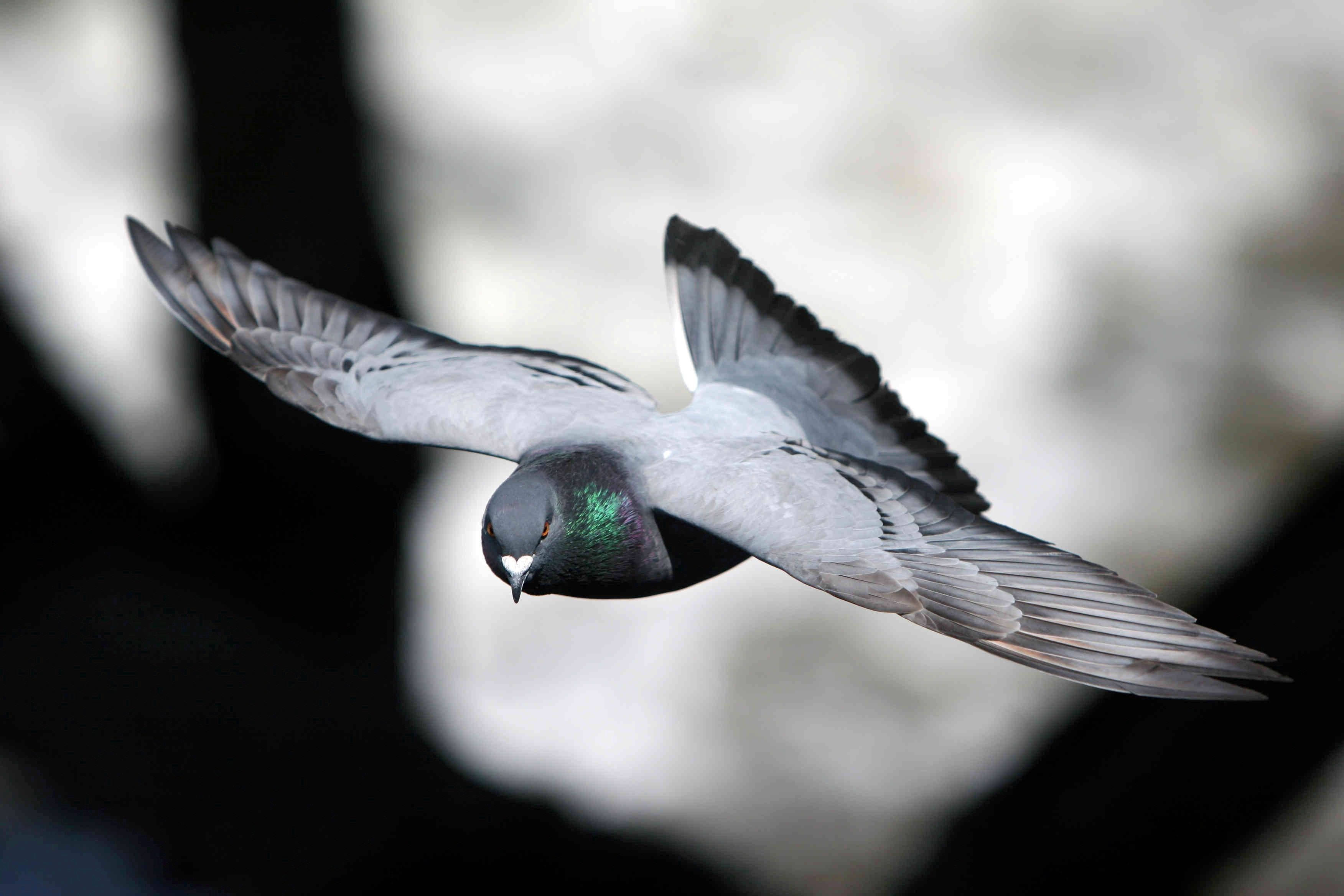 pigeon 桌布 壁紙 — 一隻鴿子在飛行中展開翅膀，背景是柔和模糊的光影。