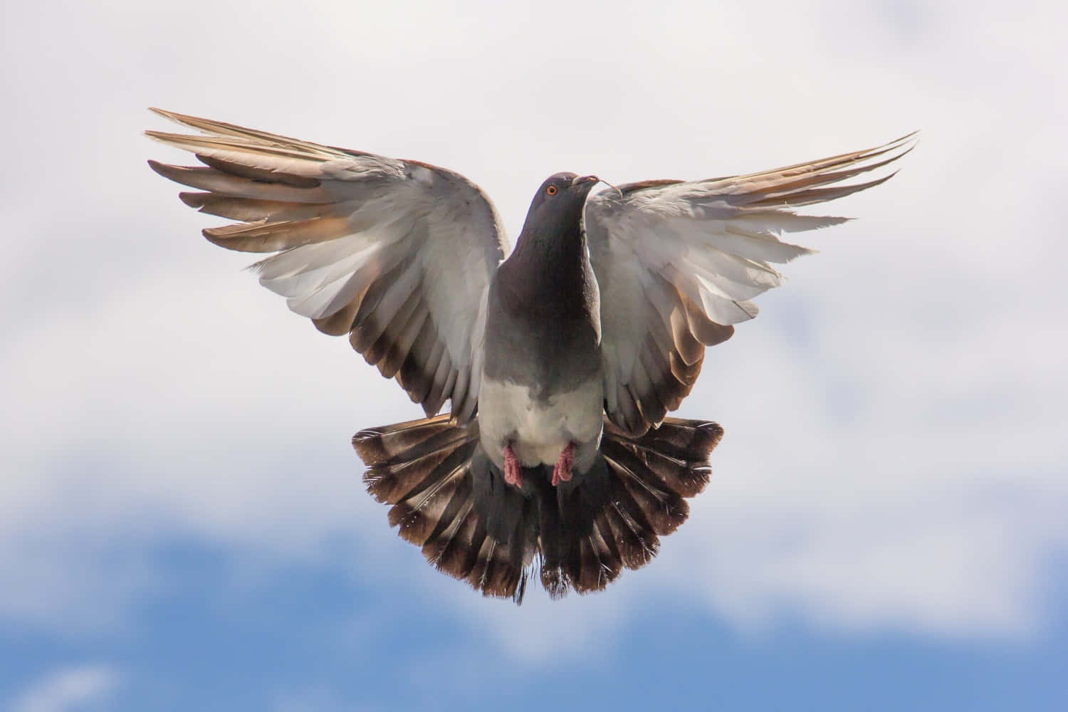 pigeon 桌布 壁紙 — 一隻鴿子展翅高飛，在點綴著柔和白雲的明亮藍天中翱翔。