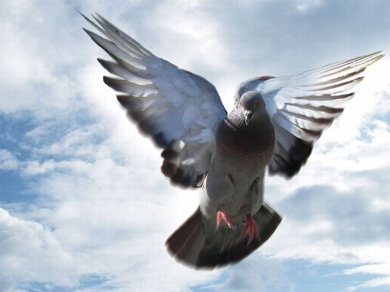 鳥 桌布 壁紙 — 一隻鴿子展開翅膀，在點綴著蓬鬆白雲的明亮藍天中翱翔。