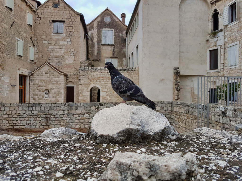 Croatia 桌布 壁紙 — 一隻鴿子棲息在風化的石頭上，位於陽光明媚的庭院中，周圍是古老的歐洲建築。