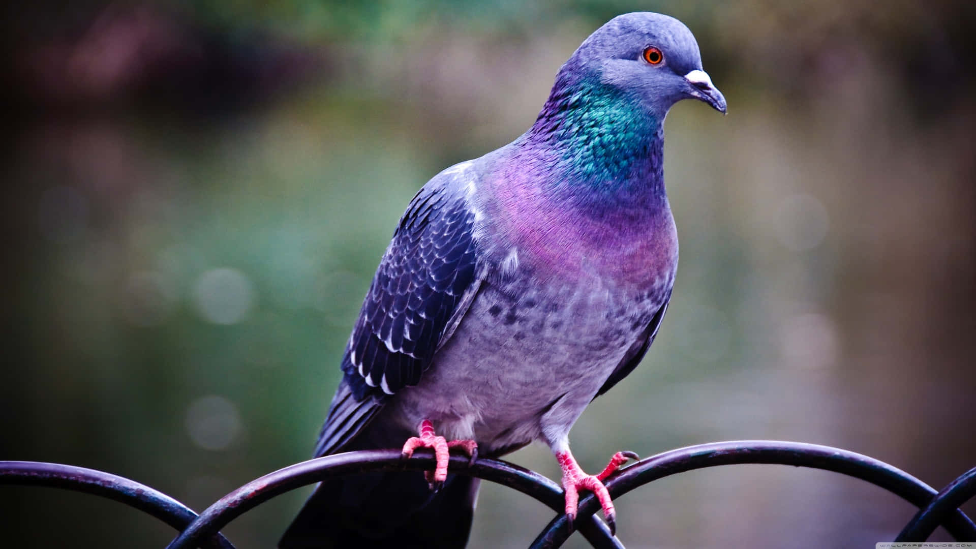 Cute Bird 桌布 壁紙 — 一隻鴿子棲息在黑色金屬圍欄上的特寫，頸部羽毛呈現虹彩綠色和紫色。