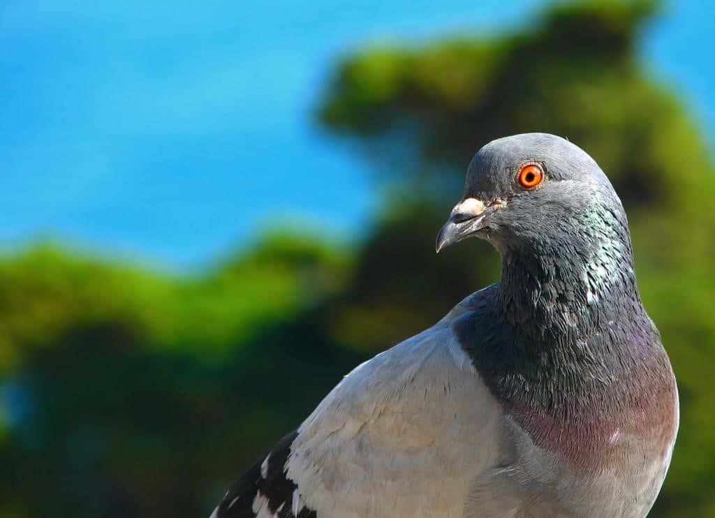pigeon 桌布 壁紙 — 一隻鴿子的特寫，擁有彩虹色羽毛和明亮的橙色眼睛，背景是模糊的綠色和藍色。