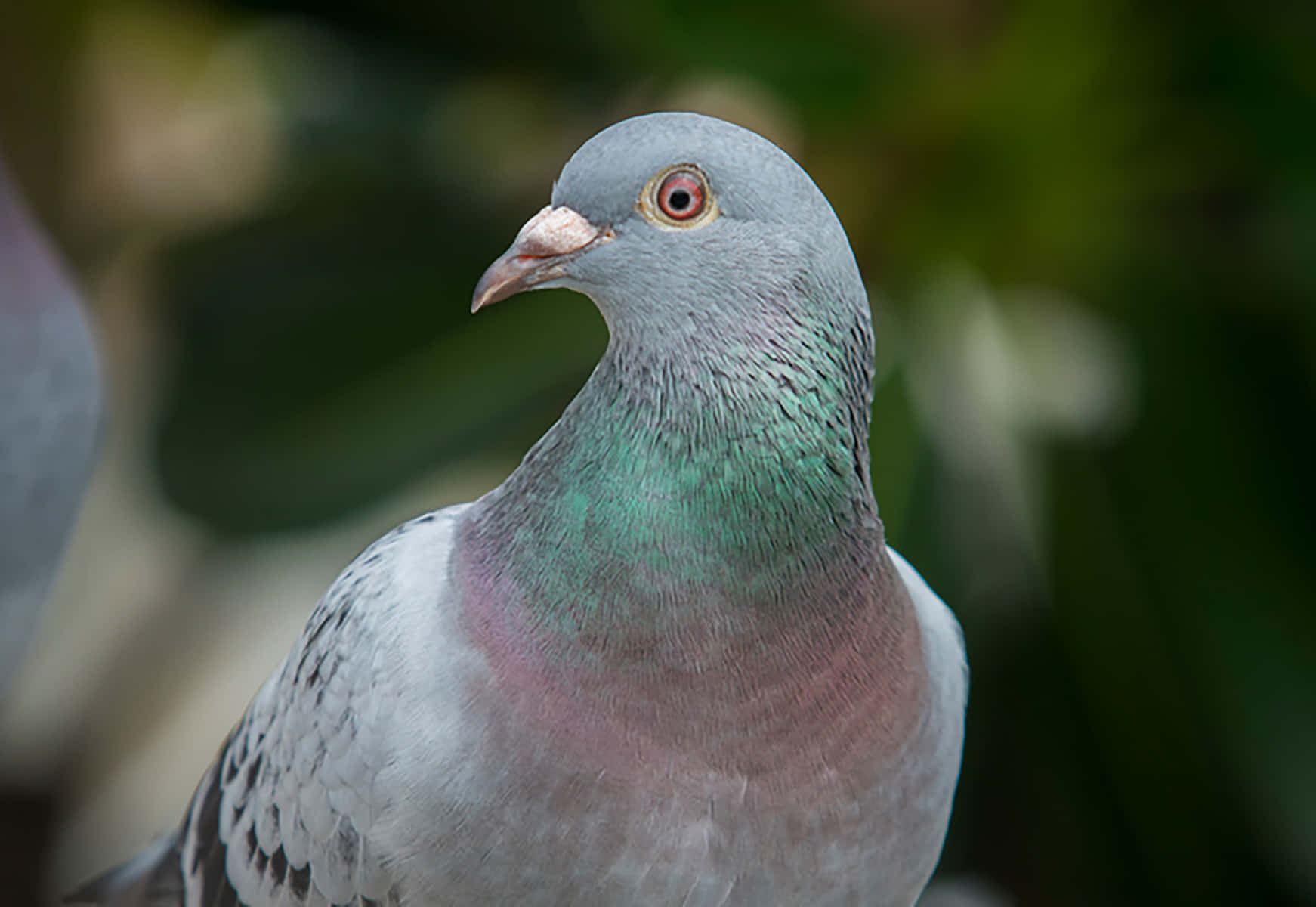 pigeon 桌布 壁紙 — 一隻鴿子的特寫，頸部羽毛呈現虹彩綠色和粉紅色，背景是模糊的綠色。