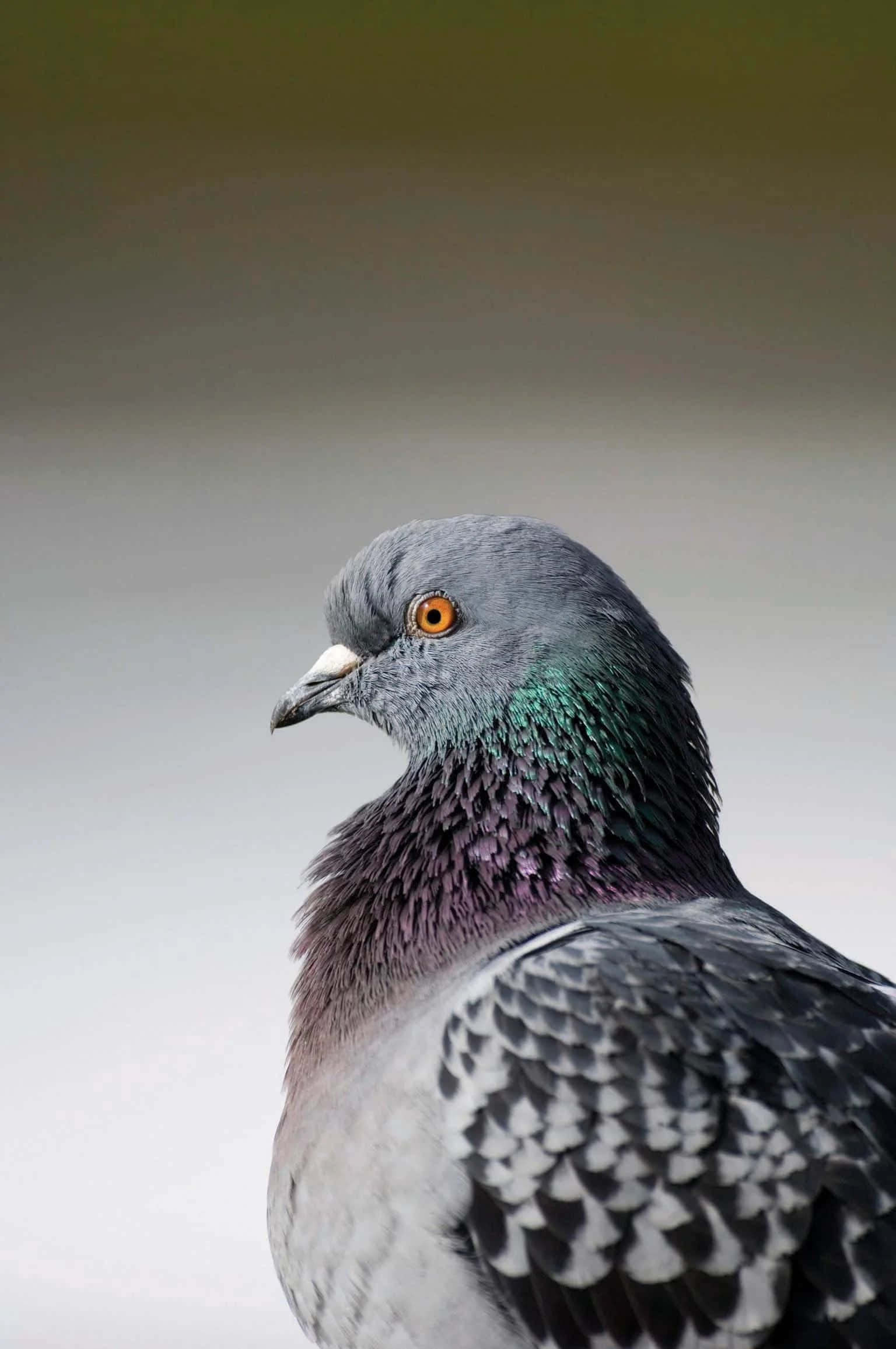 pigeon 桌布 壁紙 — 一隻鴿子的特寫肖像，擁有彩虹色綠色和紫色的頸部羽毛，以及明亮的橙色眼睛，背景柔和模糊。