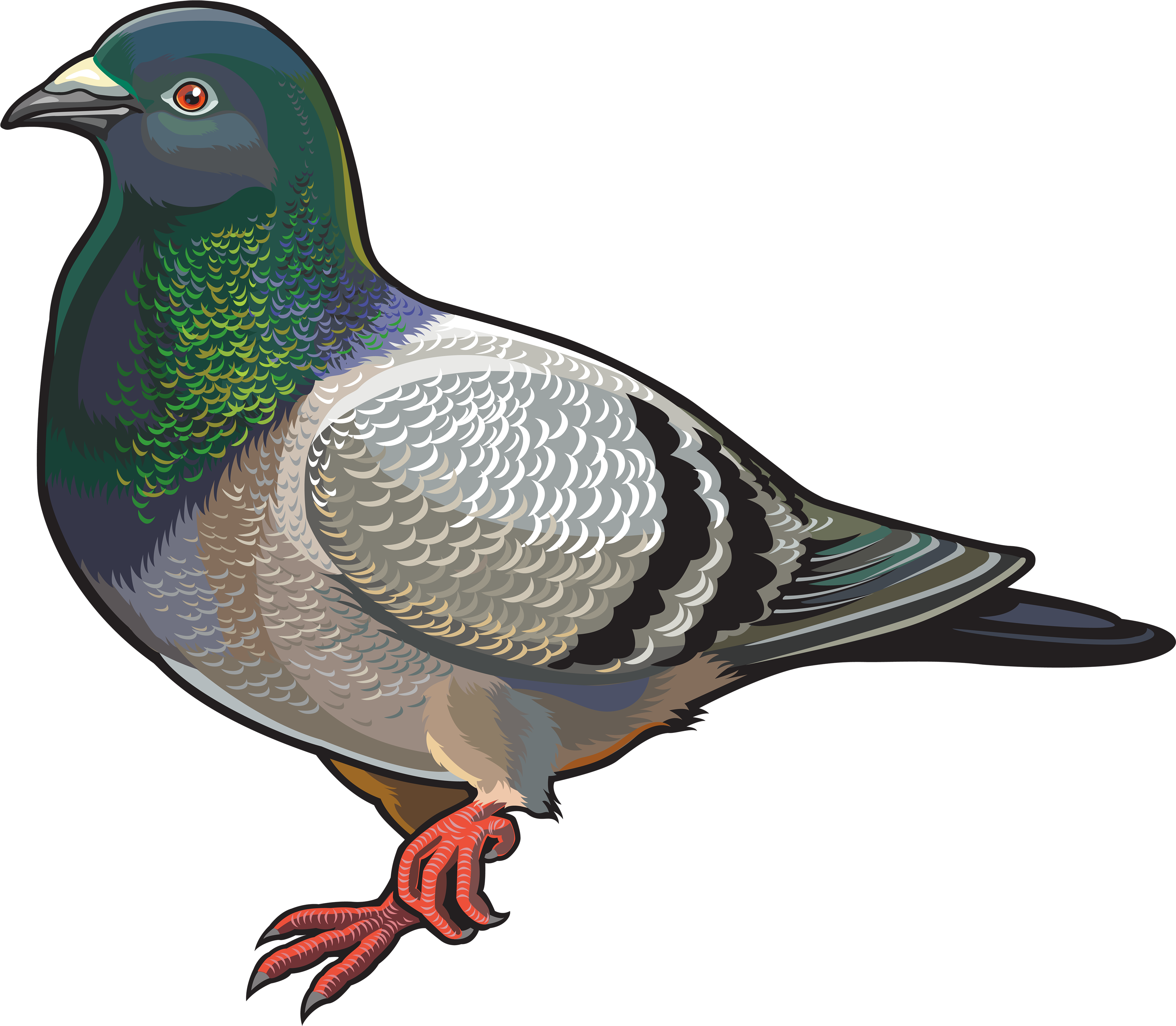 Pigeon 桌布 壁紙 — 一隻鴿子的詳細插圖，帶有虹彩綠色頸羽和紅色腳，背景為黑色。