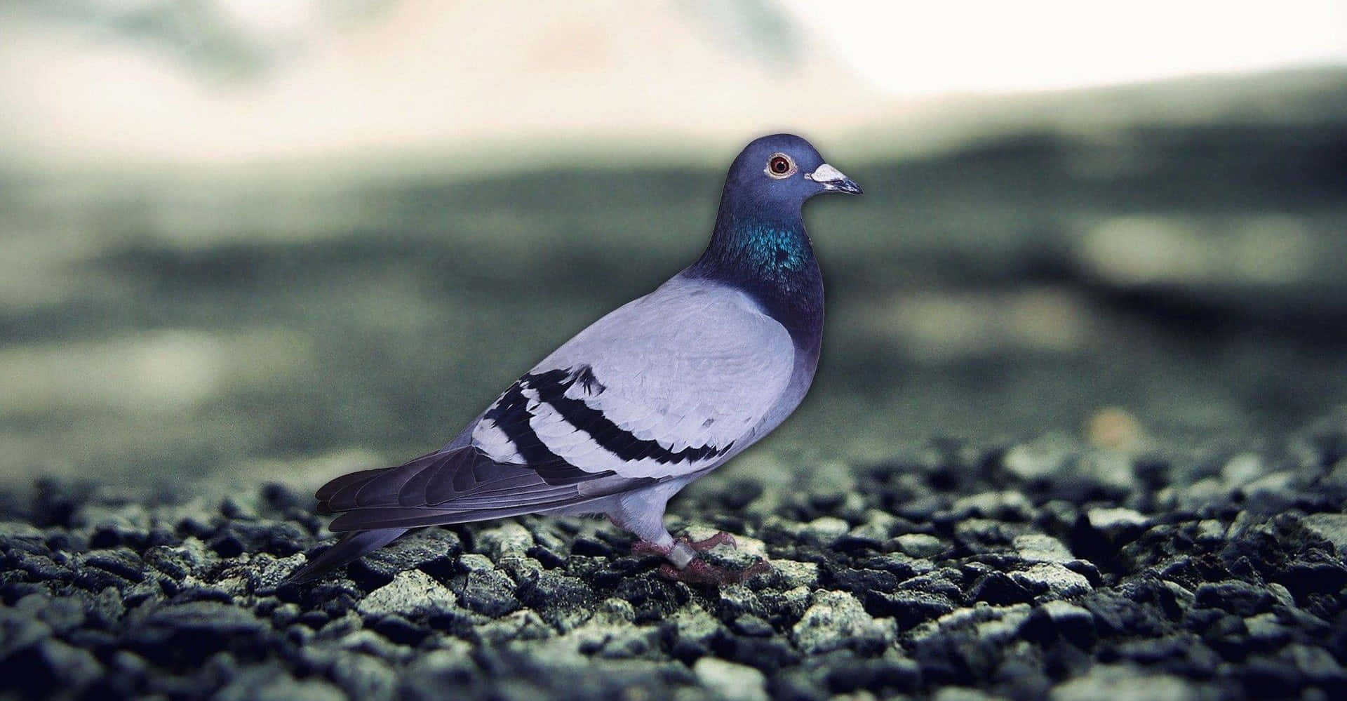 pigeon 桌布 壁紙 — 一隻鴿子警覺地站在碎石表面上，背景柔和模糊，帶有柔和的綠色色調。