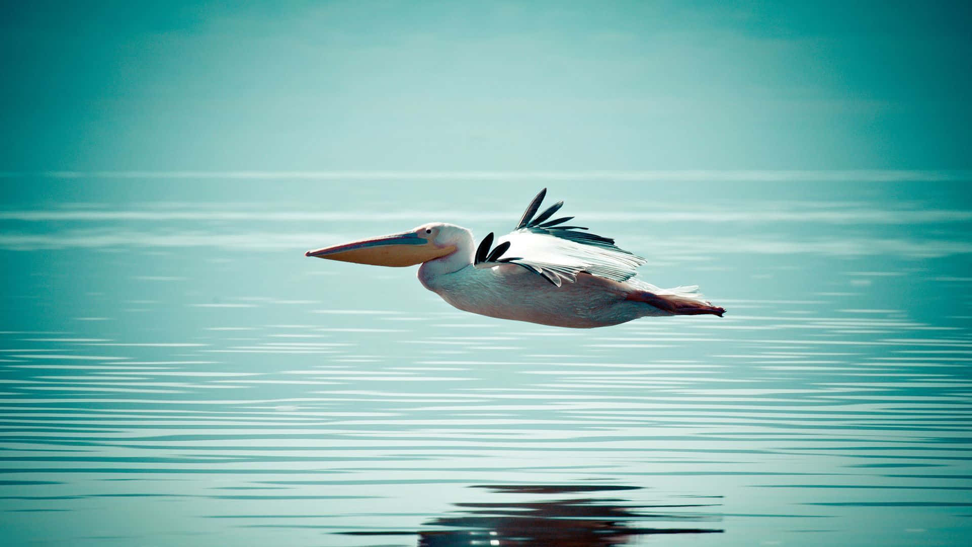 Pelicans 桌布 壁紙 — 一隻鵜鶘優雅地低飛過平靜的碧綠水面，漣漪映照著牠的飛行。