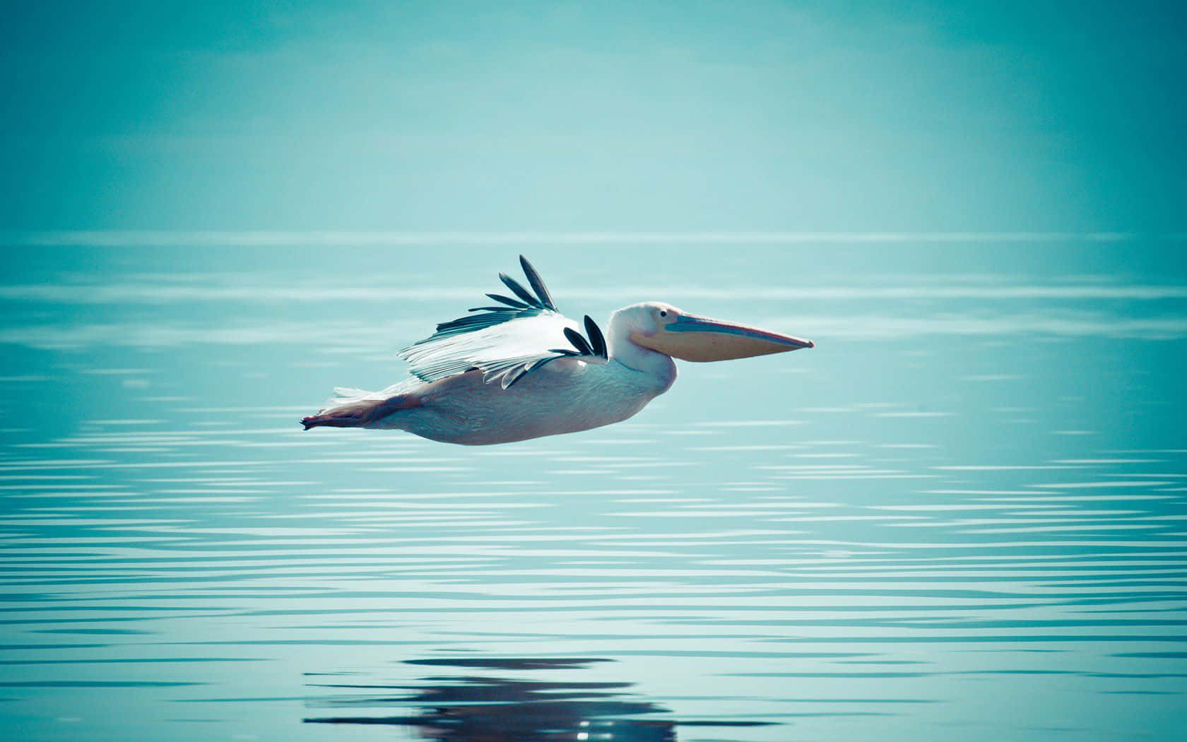 Pelicans 桌布 壁紙 — 一隻鵜鶘在平靜的碧綠水面上優雅地滑翔，漣漪倒映著牠的飛行。