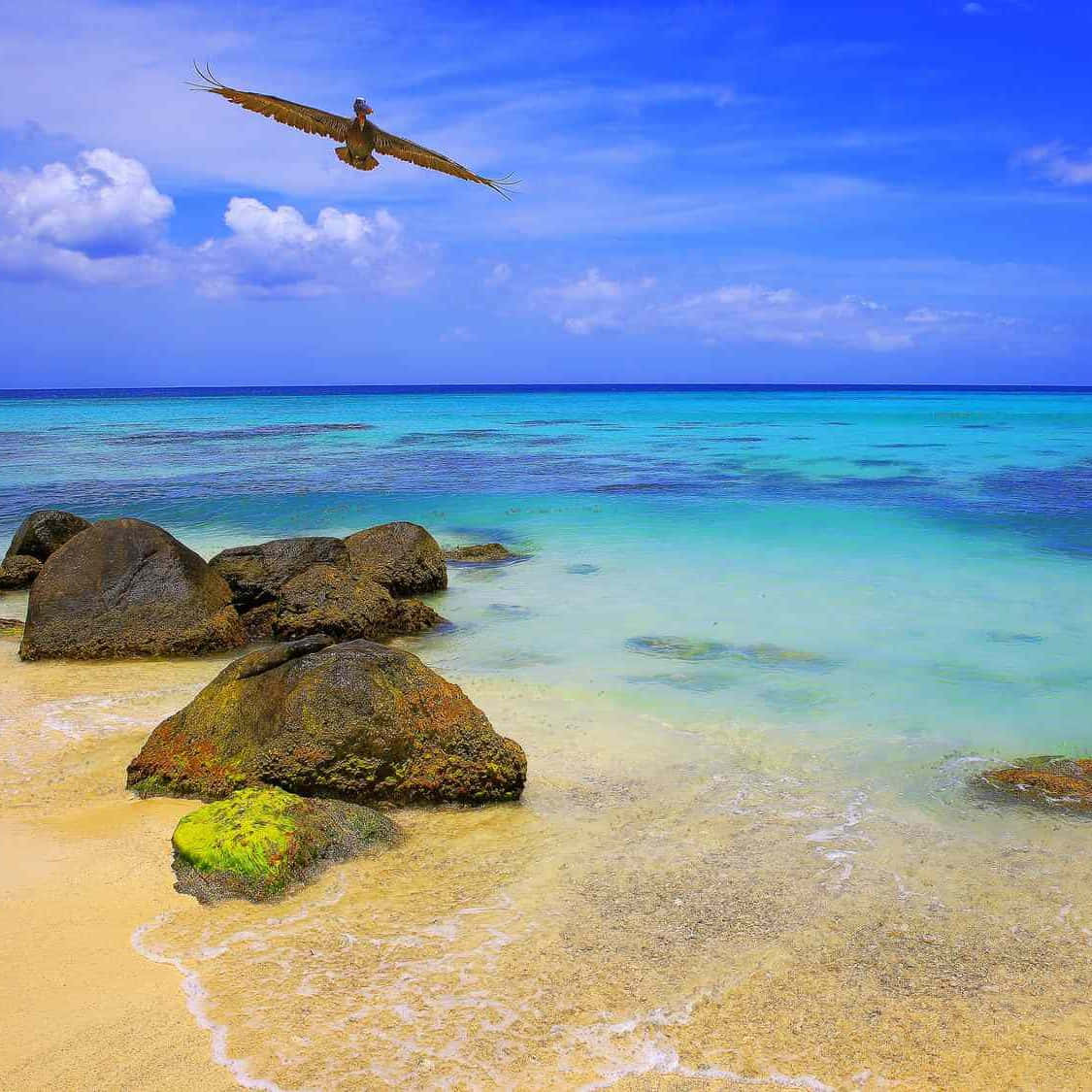 Jamaica 桌布 壁紙 — 一隻鵜鶘在陽光普照的熱帶海灘上，翱翔於拍打著長滿苔蘚岩石的碧綠海水之上。