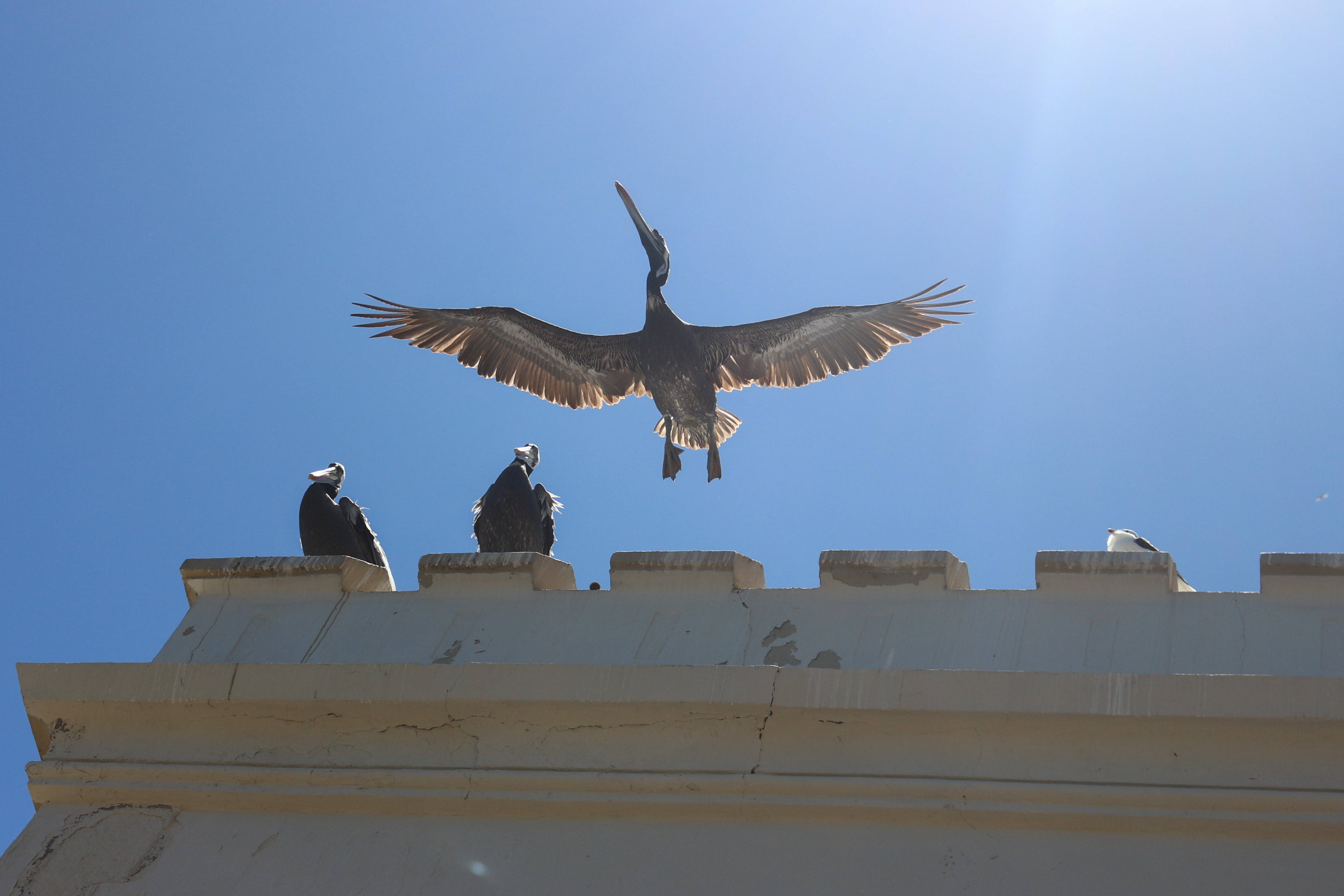 birds 桌布 壁紙 — 一隻鵜鶘張開翅膀翱翔，下方白色建築物邊緣有三隻禿鷲棲息，背景是清澈的藍天。