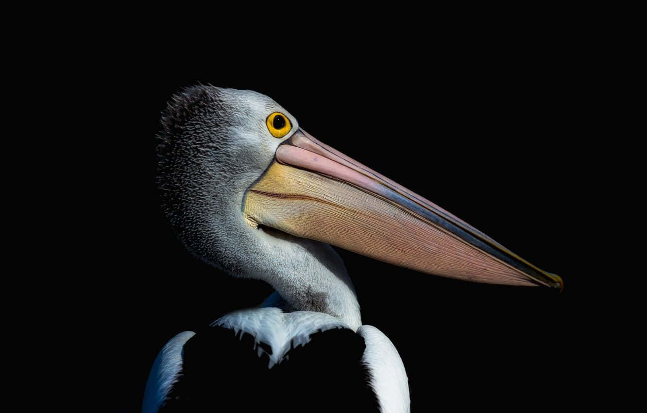 Pelicans 桌布 壁紙 — 一隻鵜鶘的特寫肖像，有長長的粉紅色喙和黃色眼睛，背景是純黑色。