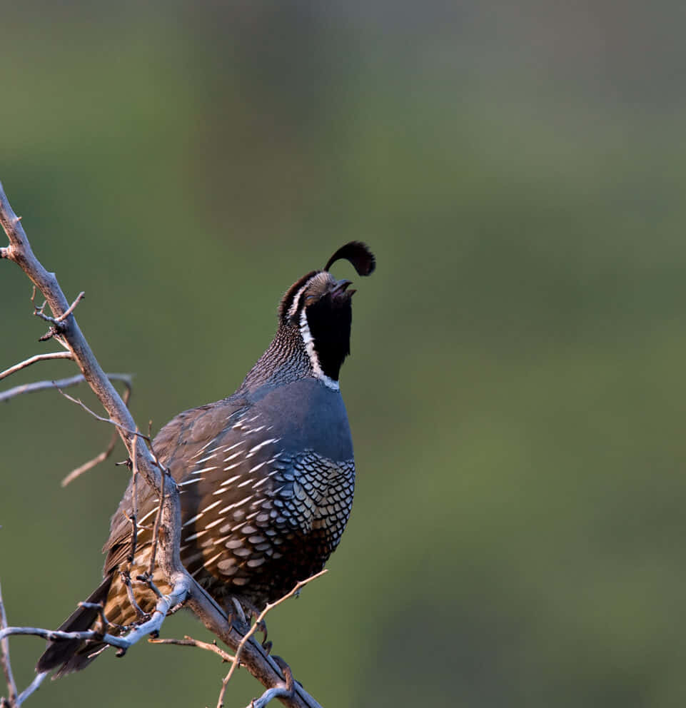 Quail 桌布 壁紙 — 一隻鵪鶉棲息在光禿的樹枝上，背景是柔和的綠色模糊效果，頭部向上傾斜，帶有獨特的羽冠。