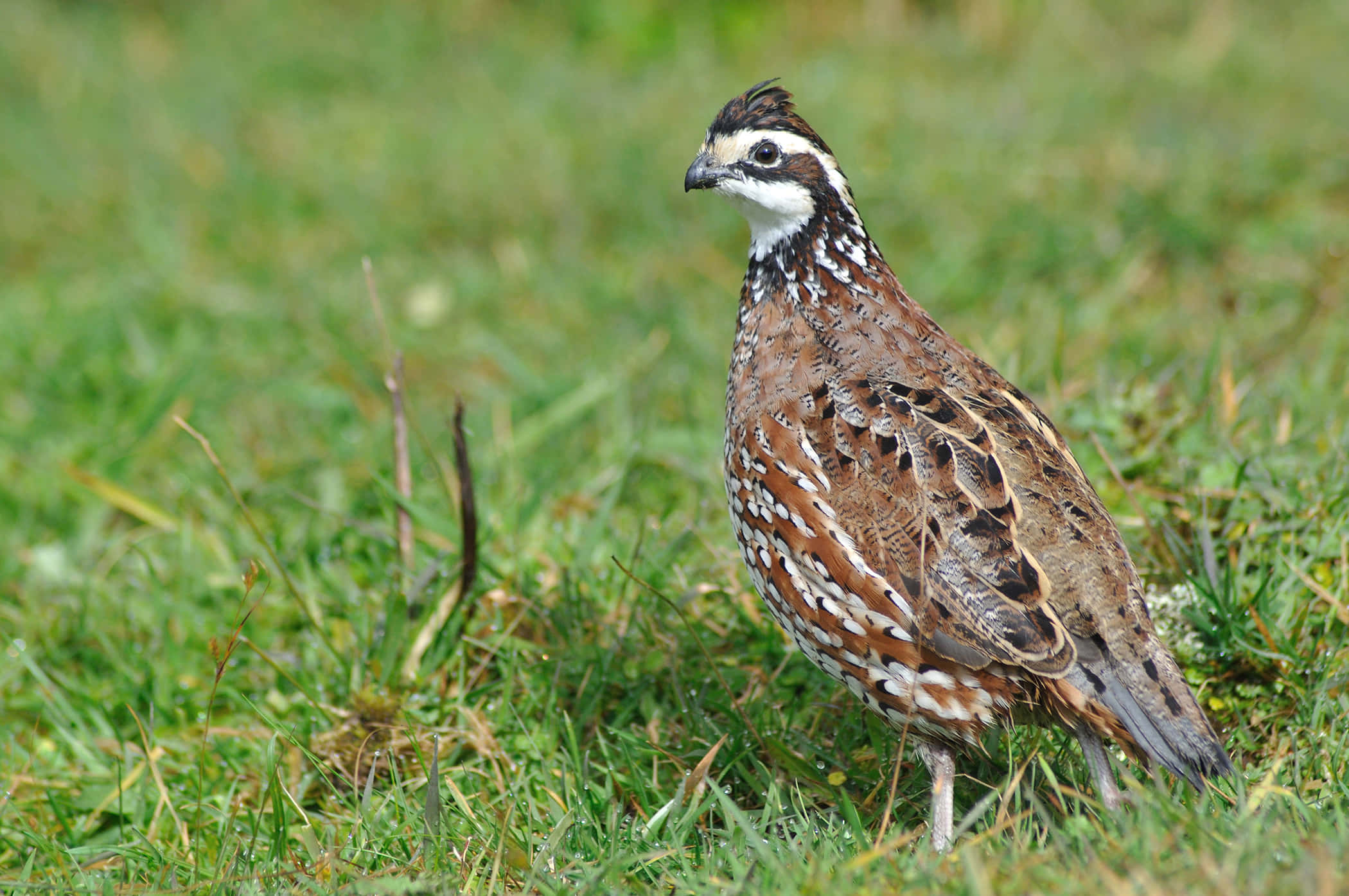 Quail 桌布 壁紙 — 一隻鵪鶉的近距離特寫，帶有複雜的棕色、白色和黑色羽毛圖案，警覺地站在充滿活力的綠色草地上。