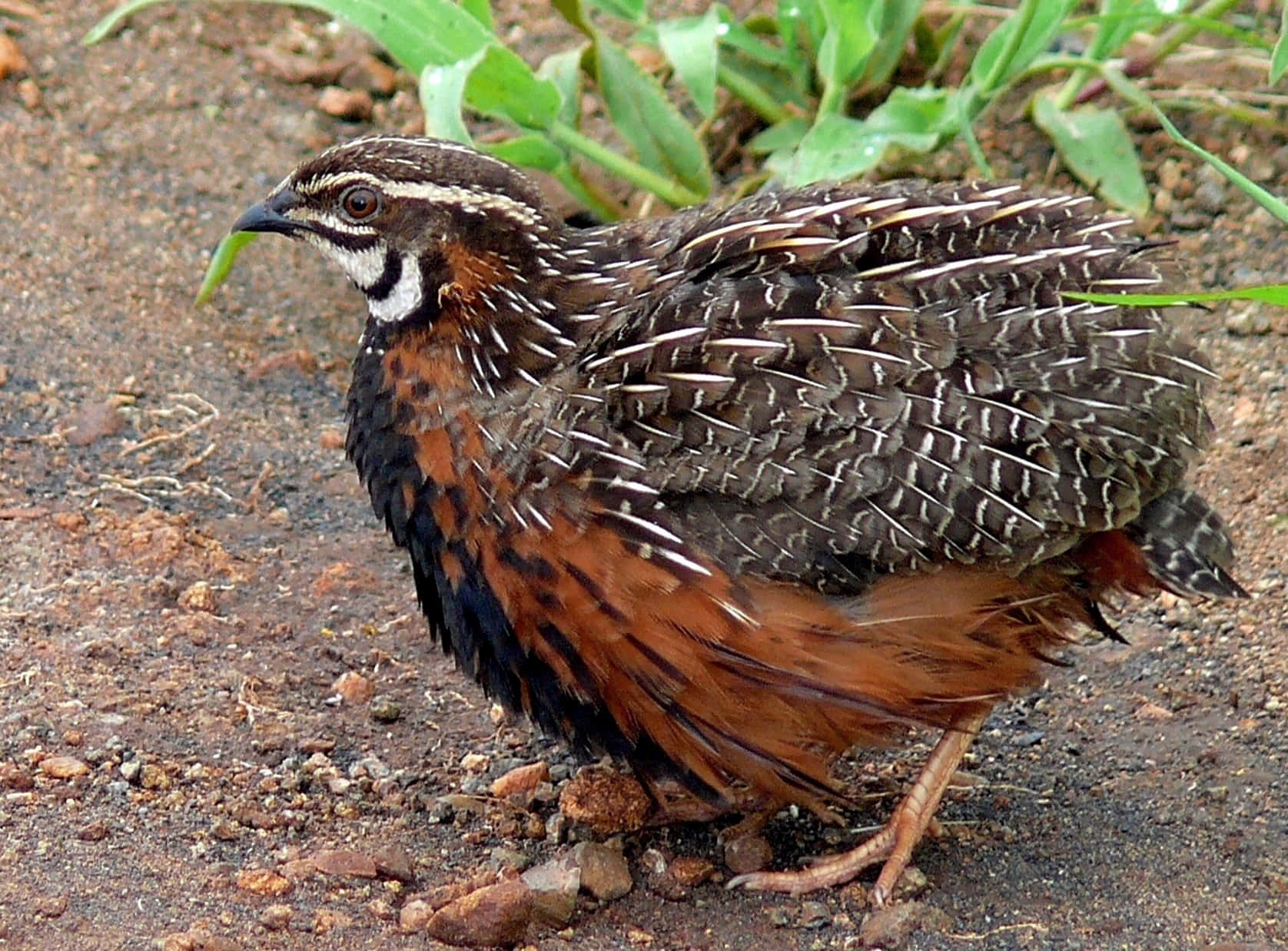 Quail 桌布 壁紙 — 一隻鵪鶉的近距離特寫，帶有複雜的棕色、白色和黑色羽毛圖案，站在泥土地上，靠近綠色樹葉。