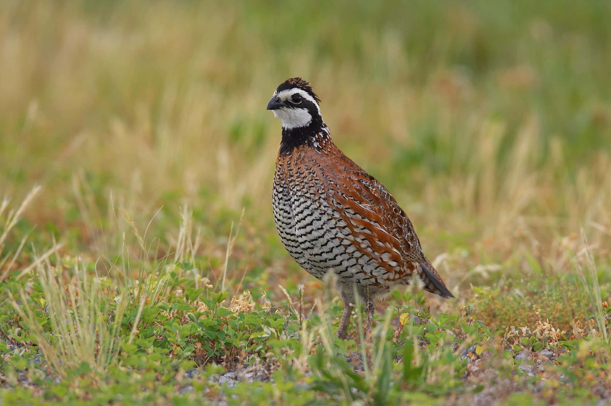Quail 桌布 壁紙 — 一隻鵪鶉的近距離特寫，帶有複雜的棕色和白色羽毛圖案，警覺地站在草地上。