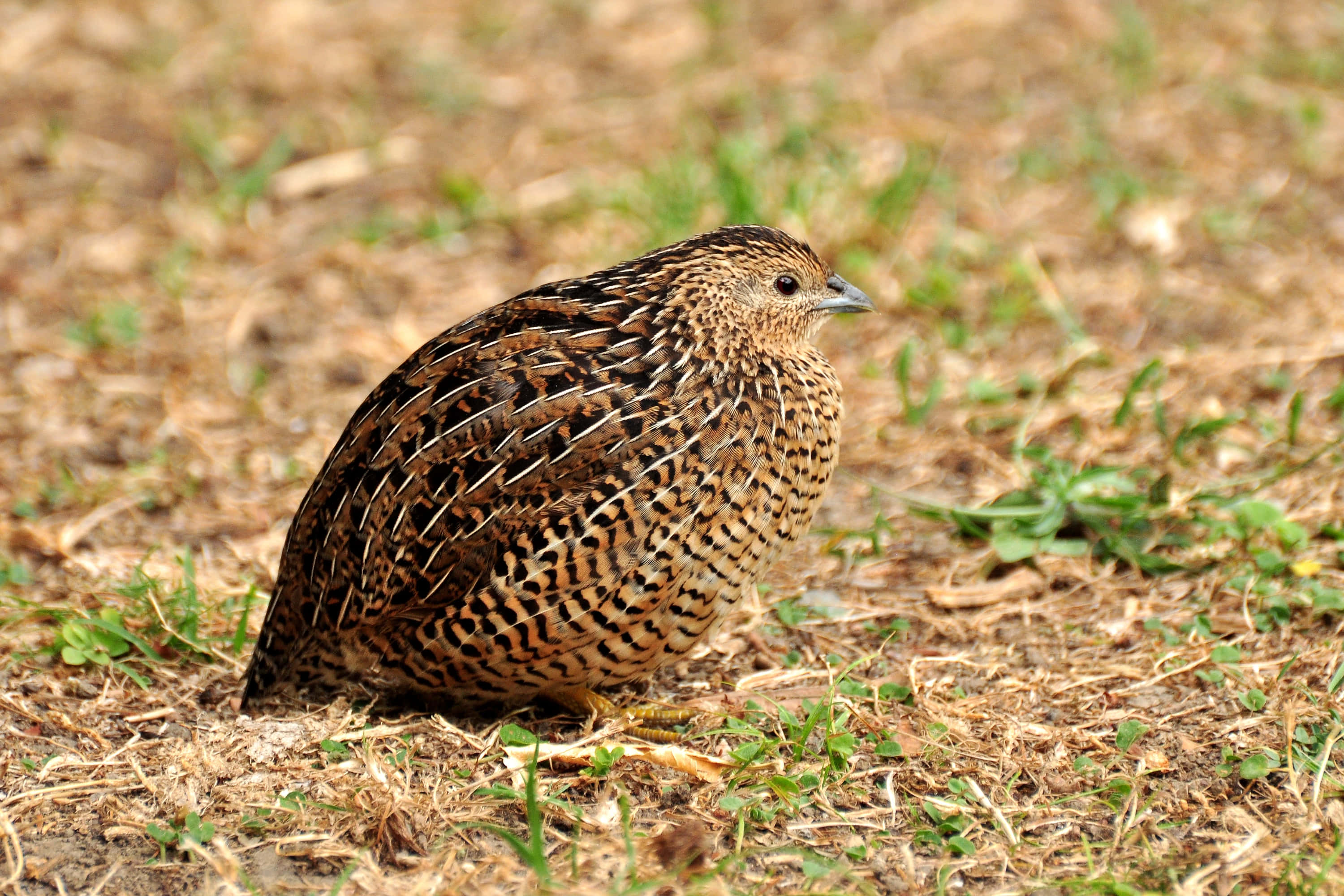 Quail 桌布 壁紙 — 一隻鵪鶉的近距離特寫，身上有複雜的棕色和黑色羽毛圖案，站在乾草和泥土上。