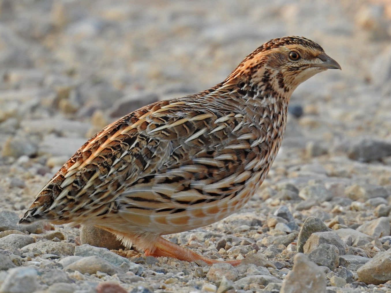 Quail 桌布 壁紙 — 一隻鵪鶉的近距離特寫，身上有複雜的棕色和白色羽毛圖案，站在碎石地形上。