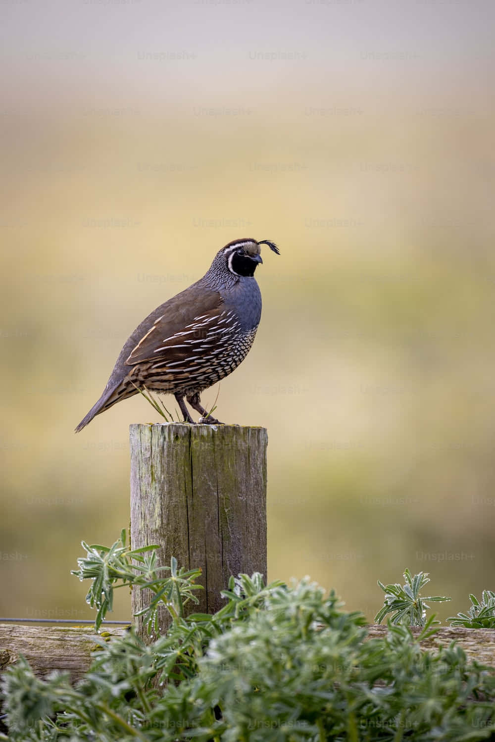 Quail 桌布 壁紙 — 一隻鵪鶉警覺地棲息在一個風化的木柱上，周圍是柔軟的綠色樹葉，背景是模糊的金色田野。