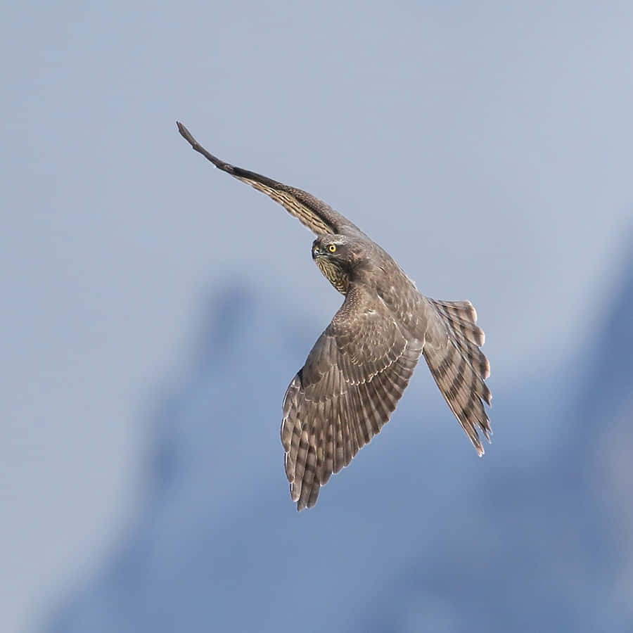 Sparrow Hawk 桌布 壁紙 — 一隻鷹在柔和的藍天背景下優雅地翱翔，翅膀張開。