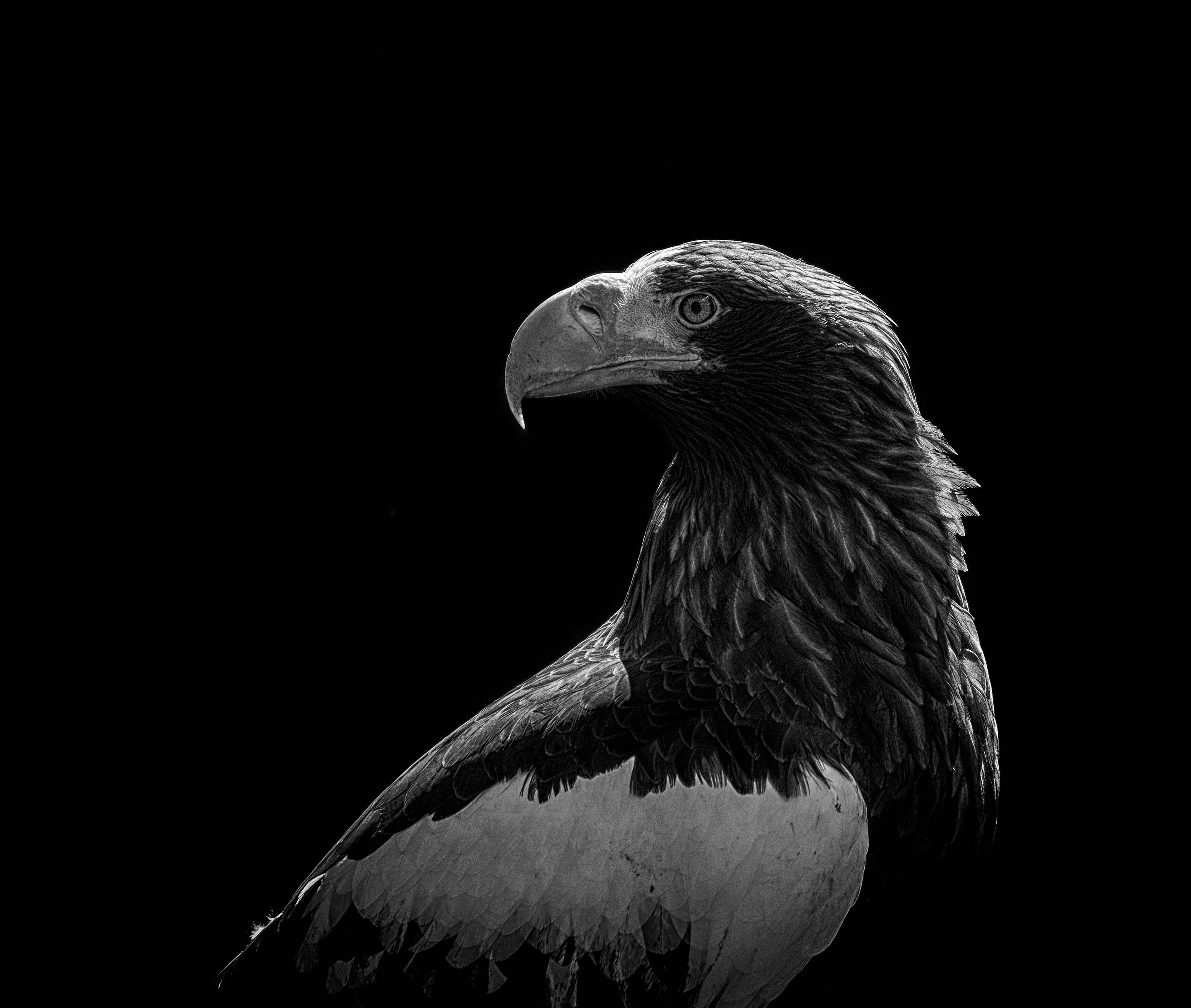 Eagle 桌布 壁紙 — 一隻鷹在純黑色背景下，帶有強烈目光的醒目黑白肖像。