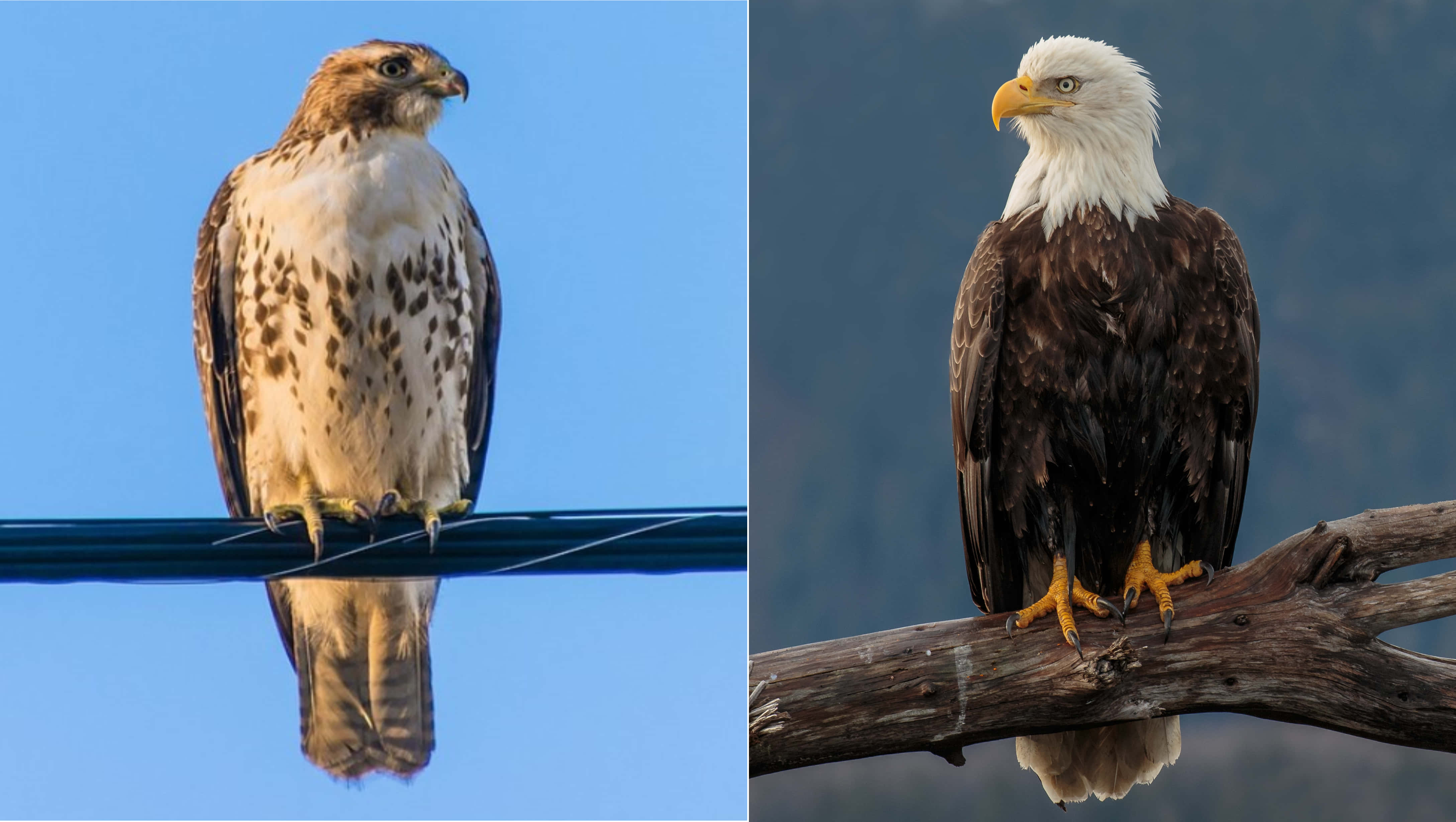 Eagle 桌布 壁紙 — 一隻鷹棲息在電線上，背景是清澈的藍天，而一隻白頭鷹威嚴地坐在一條風化的樹枝上。