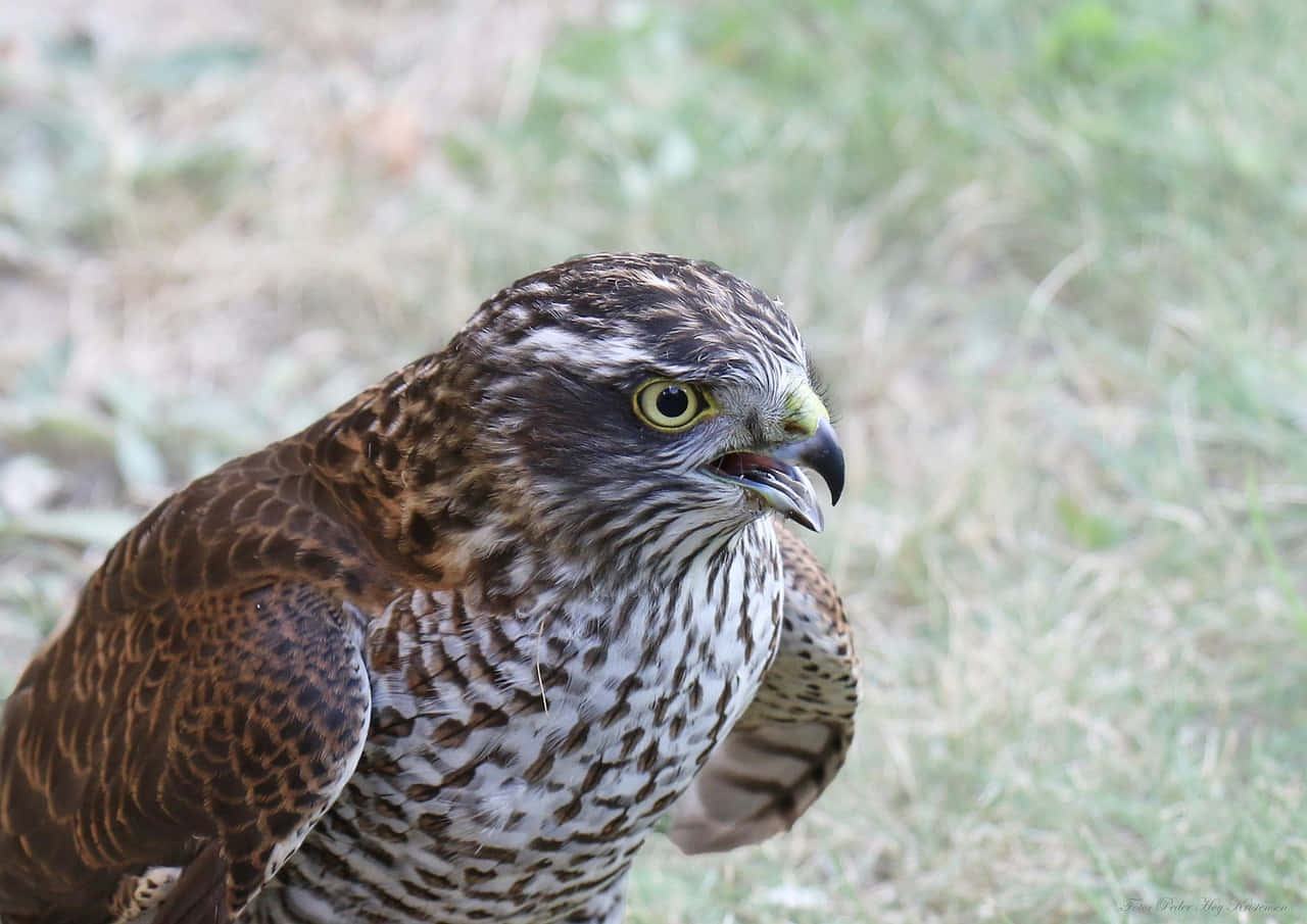 Sparrow Hawk 桌布 壁紙 — 一隻鷹的特寫，有銳利的黃色眼睛和斑駁的棕白色羽毛，棲息在草叢中。