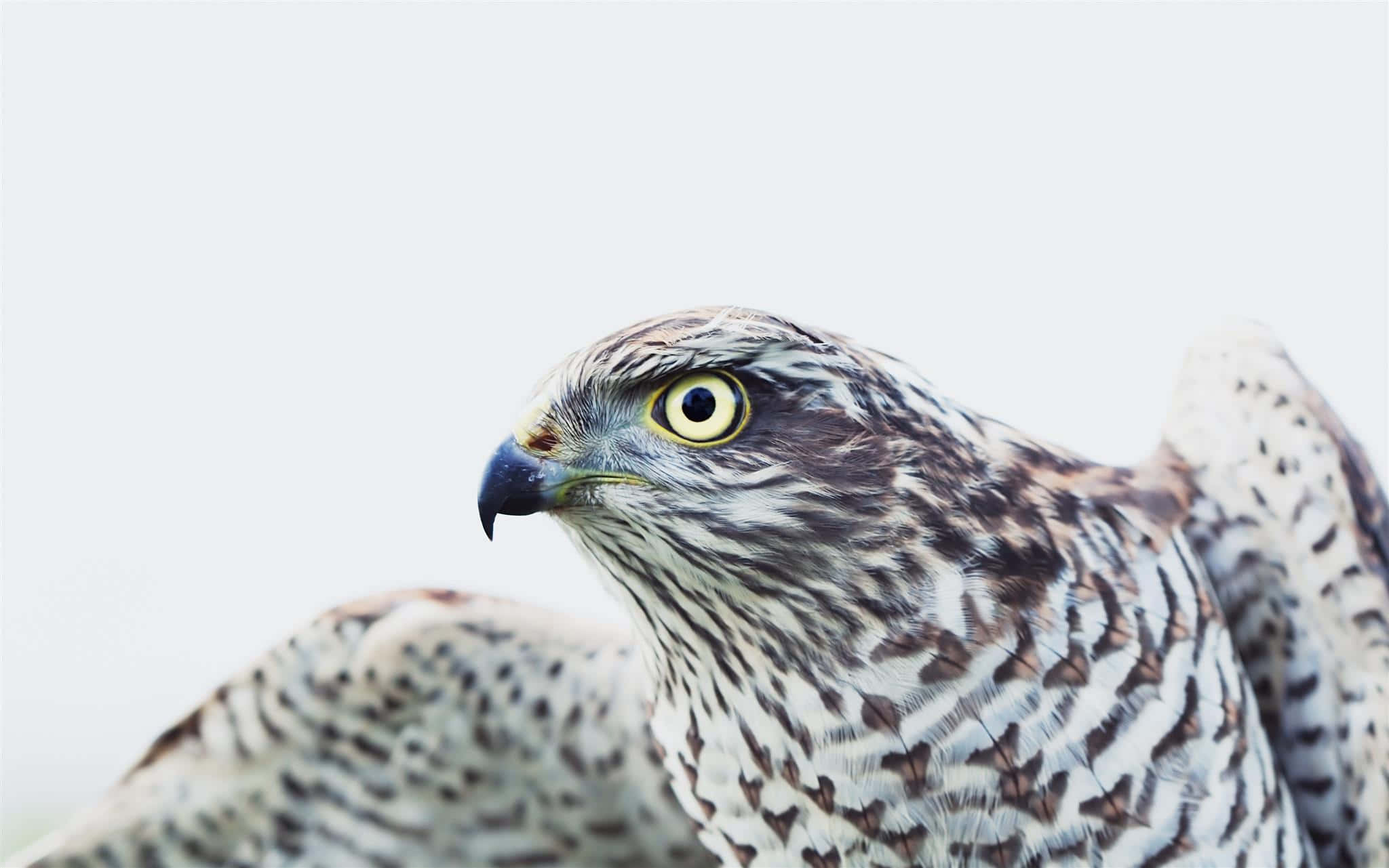 Sparrow Hawk 桌布 壁紙 — 一隻鷹的近距離特寫，擁有銳利的黃色眼睛和斑駁的棕色與白色羽毛，背景為柔和的白色。