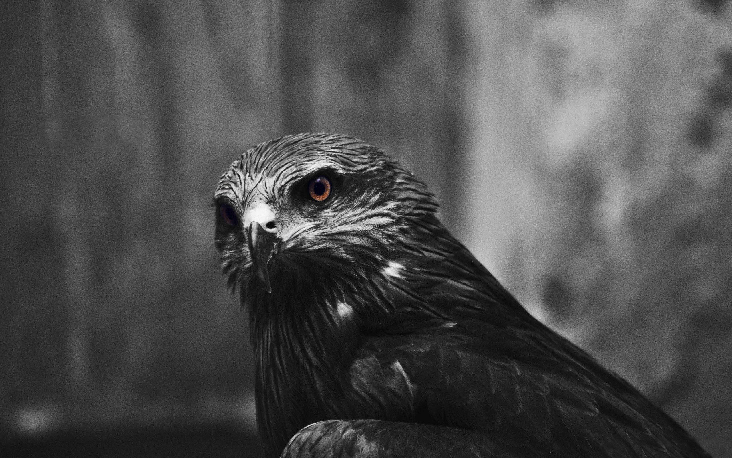 Eagles 桌布 壁紙 — 一隻鷹的黑白特寫，有銳利的橙色眼睛和紋理羽毛，背景模糊。
