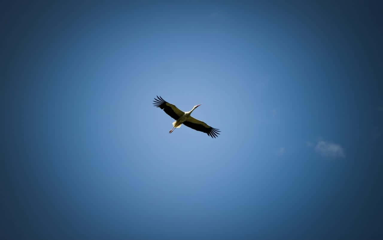 Flight 桌布 壁紙 — 一隻鸛鳥在廣闊的漸層藍天中優雅翱翔，伴隨一縷薄雲。