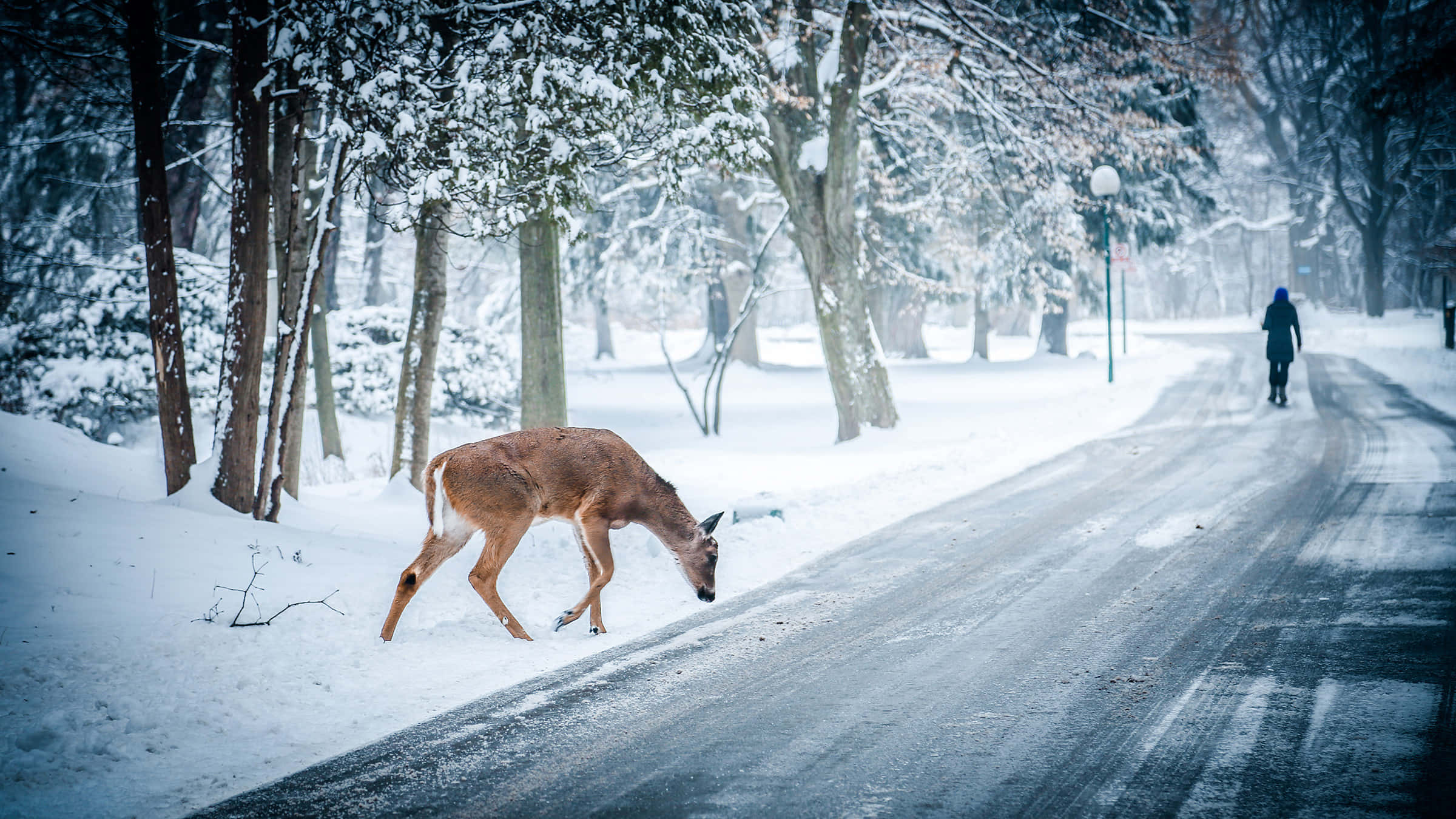 Winter Scenery Desktop 桌布 壁紙 — 一隻鹿在灑滿雪的路邊吃草，一個孤獨的身影正沿著白雪覆蓋的樹林小徑行走。