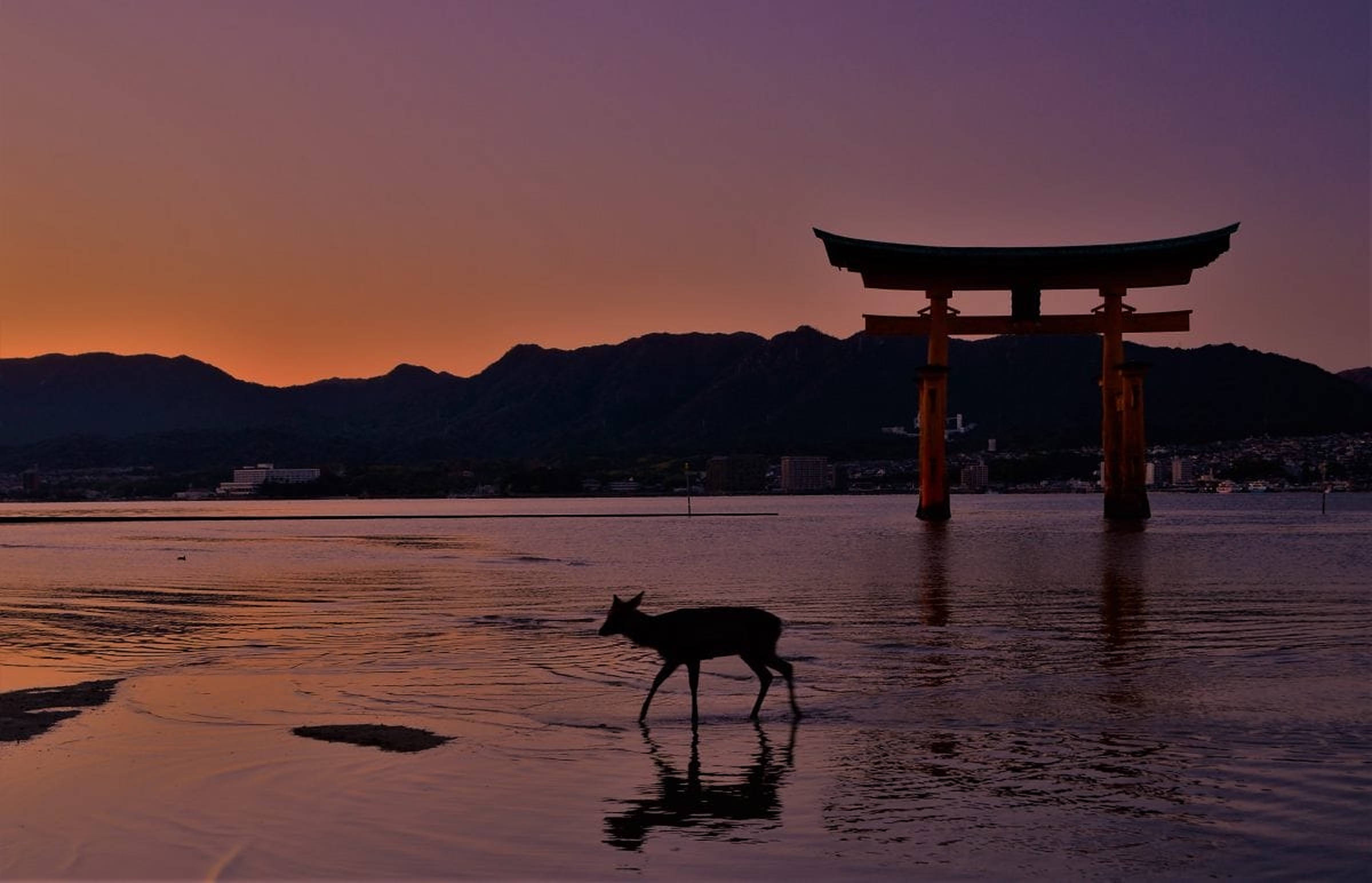 Torii 桌布 壁紙 — 一隻鹿在黃昏時走過淺水，旁邊是一座高聳的紅色鳥居，倒映在平靜的水面上。