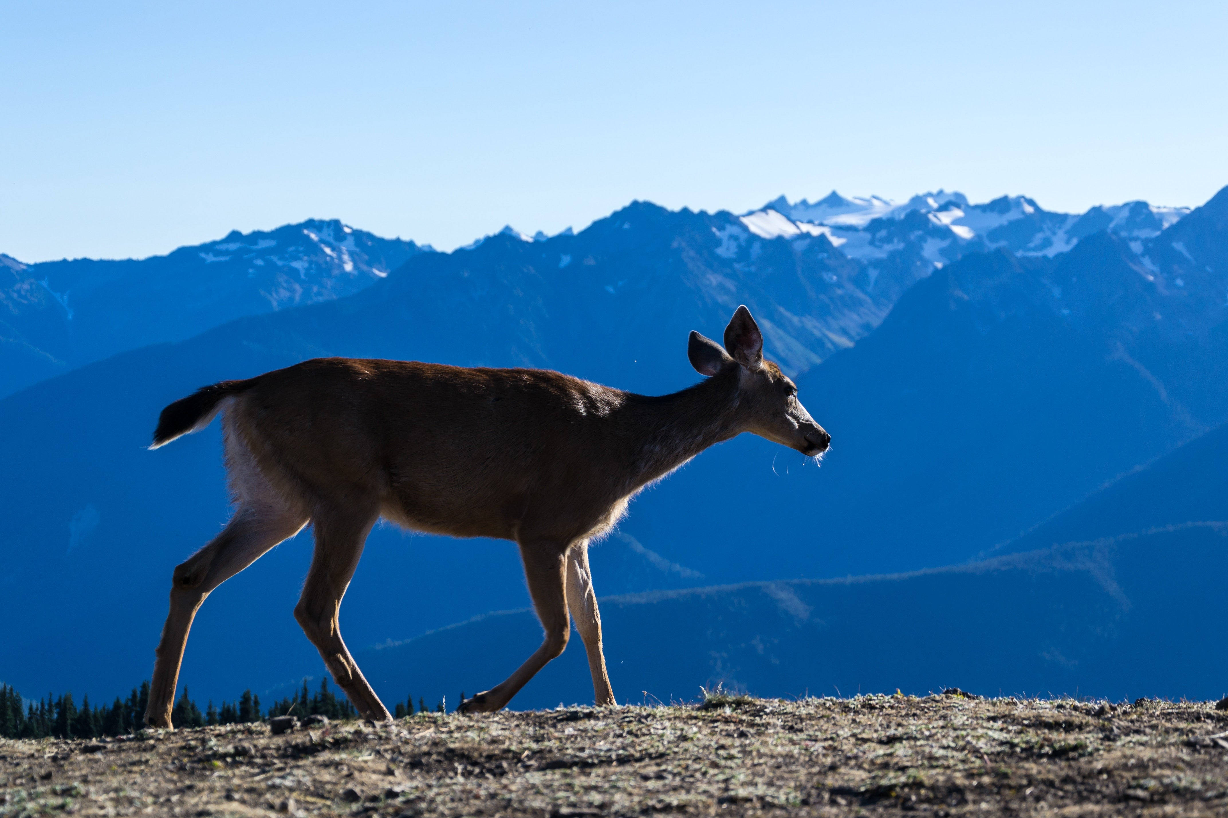 Deer Hunting 桌布 壁紙 — 一隻鹿自信地走過陽光明媚的山脊，背後是白雪覆蓋的山峰，在清澈的藍天下聳立。